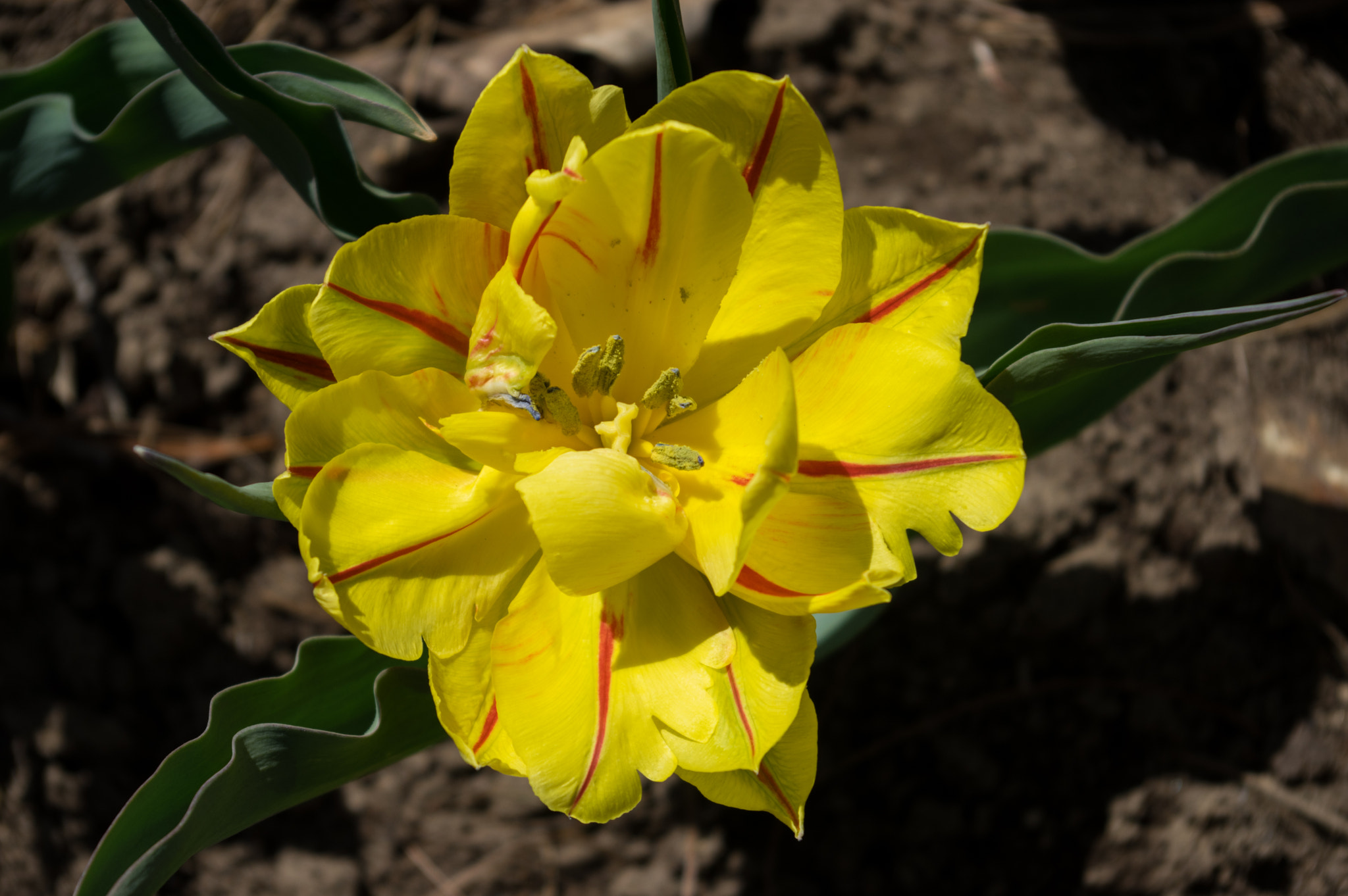 Pentax smc DA 18-55mm F3.5-5.6 AL sample photo. Tulip photography