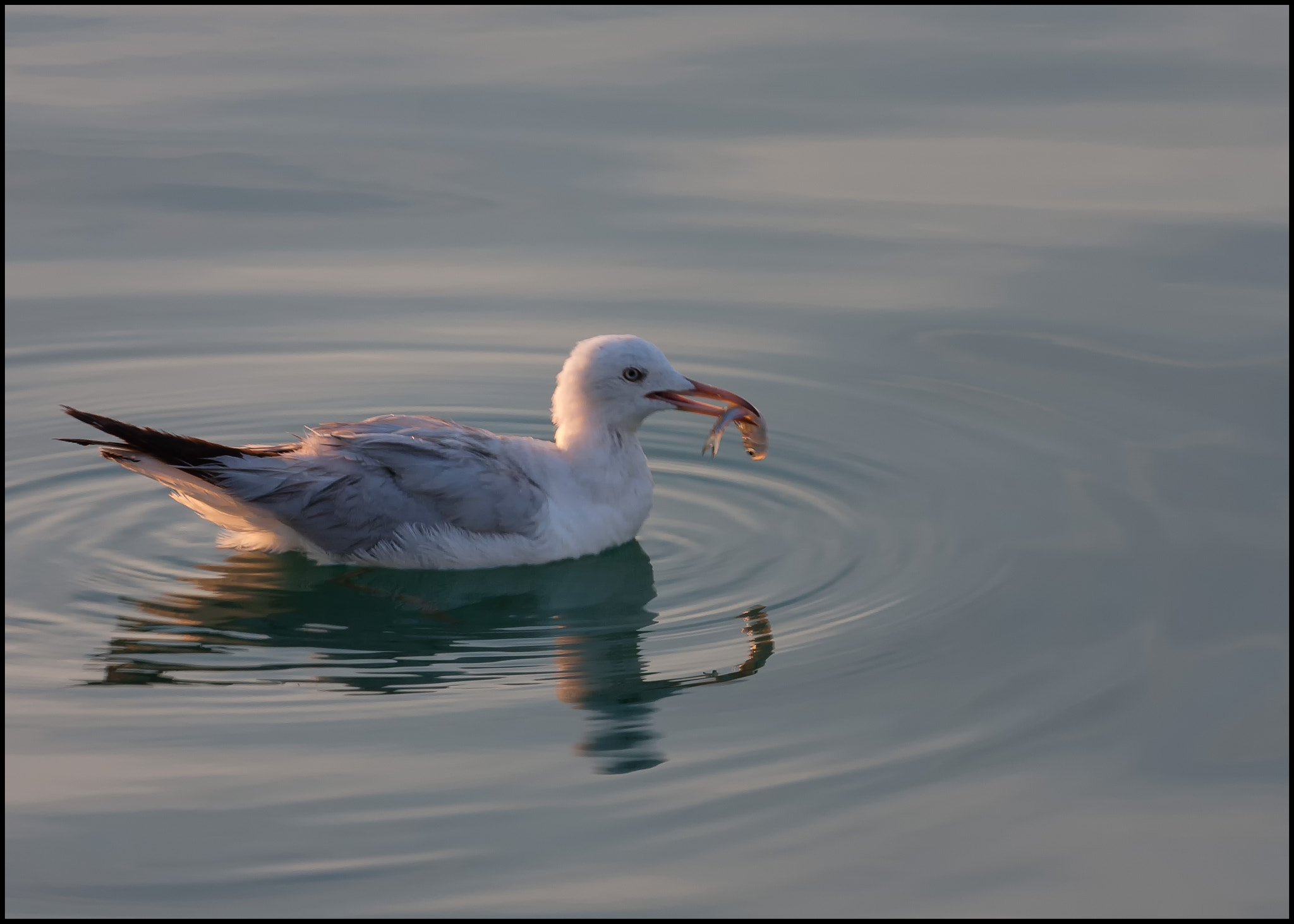 Canon EOS 40D sample photo. Breakfast time... photography