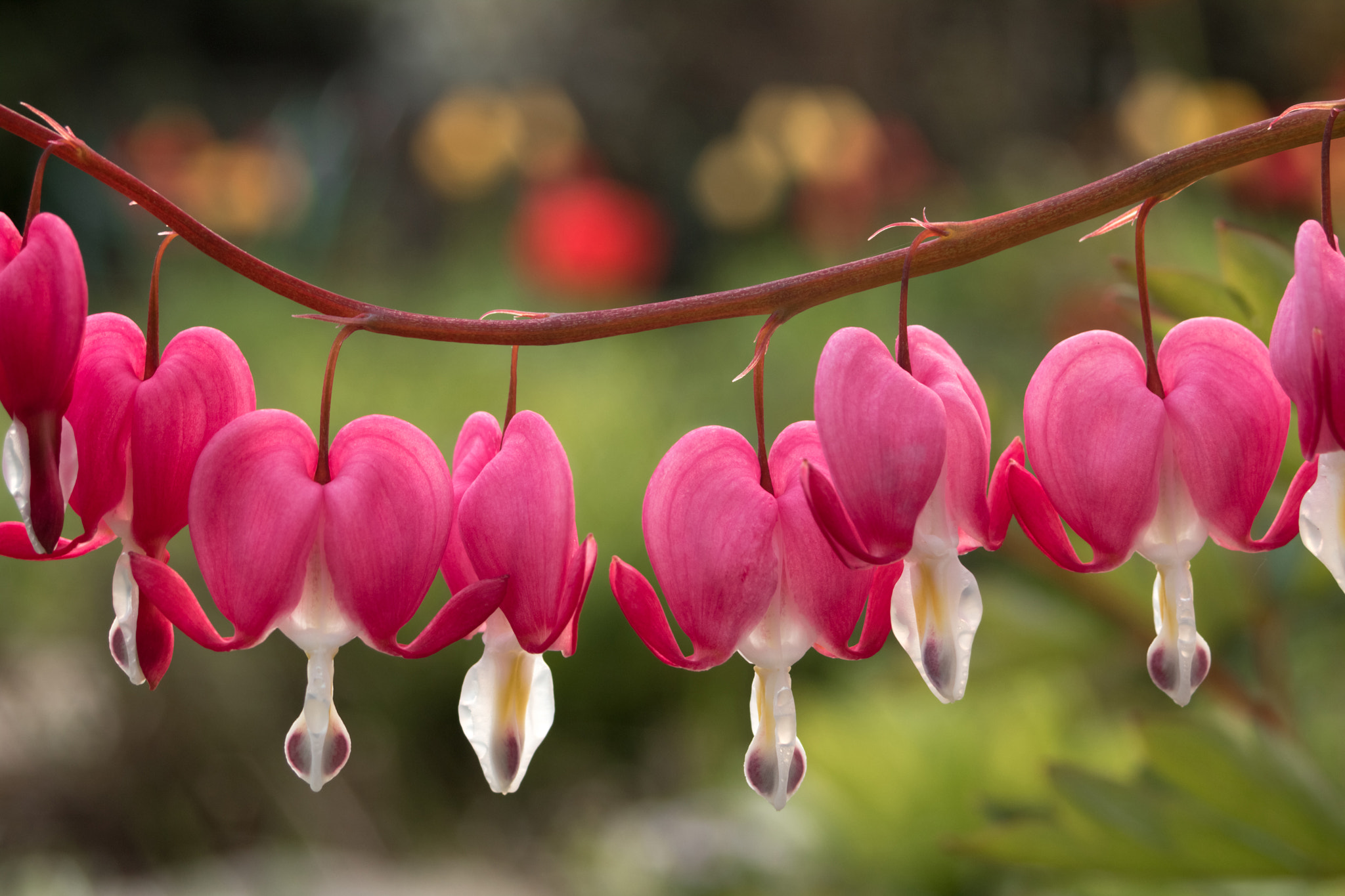 Canon EOS 70D + Canon EF 28-70mm f/3.5-4.5 sample photo. Bleeding heart photography