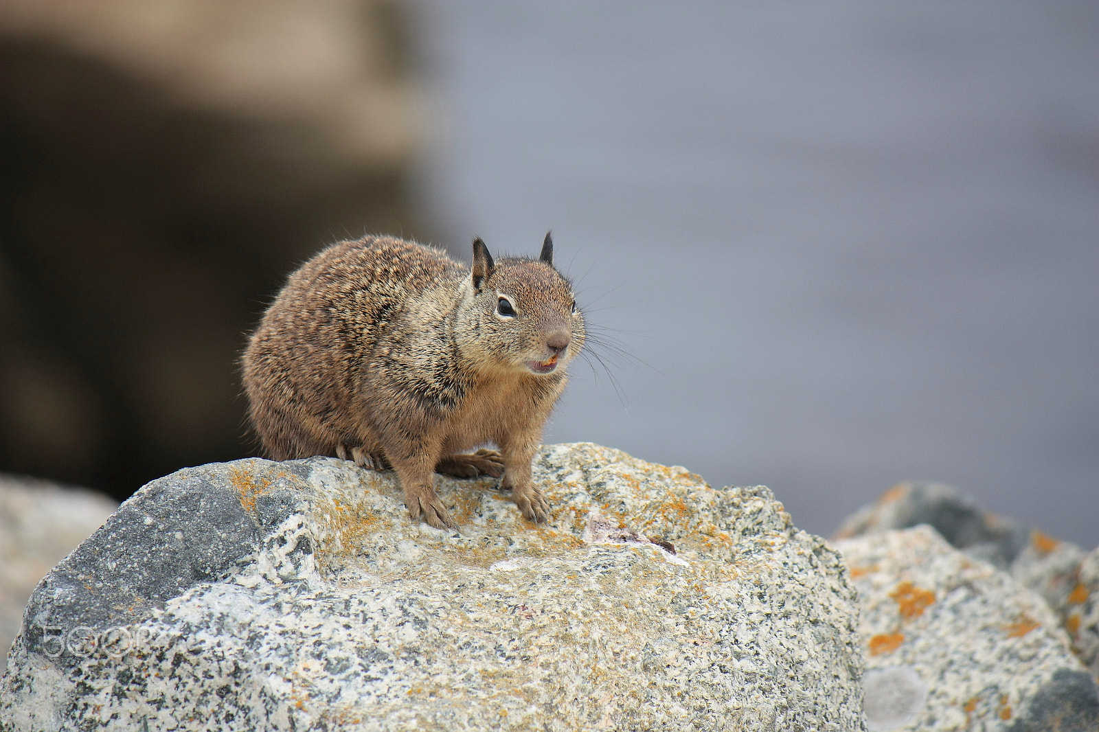 Canon EF-S 55-250mm F4-5.6 IS sample photo. Can you give me a nut? photography