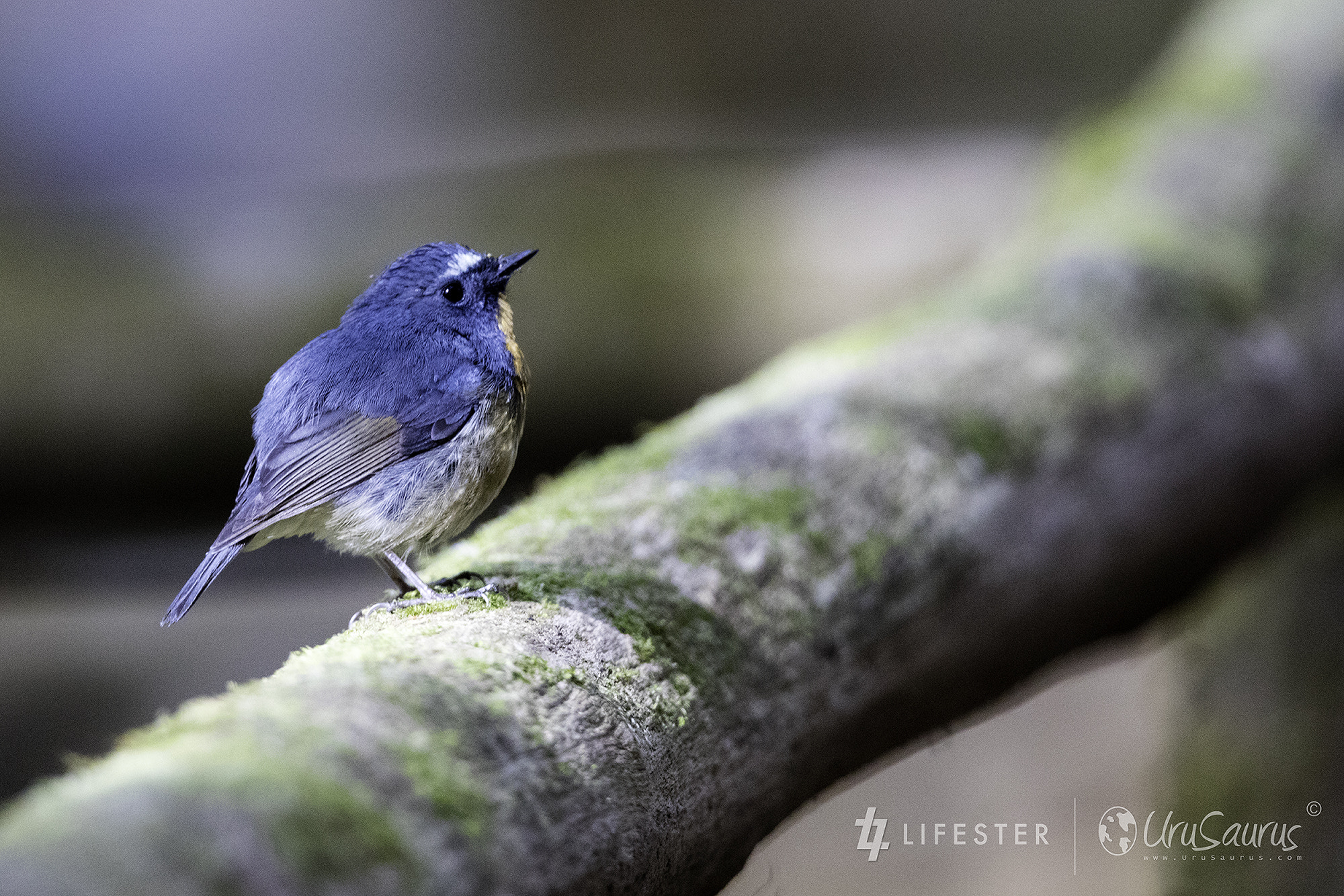Canon EF 300mm F2.8L IS II USM sample photo. Snowy-browed flycatcher bird at doi inthanon photography