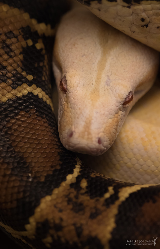 Sigma APO Macro 150mm f/2.8 EX DG HSM sample photo. Abgottschlange- boa constrictor photography