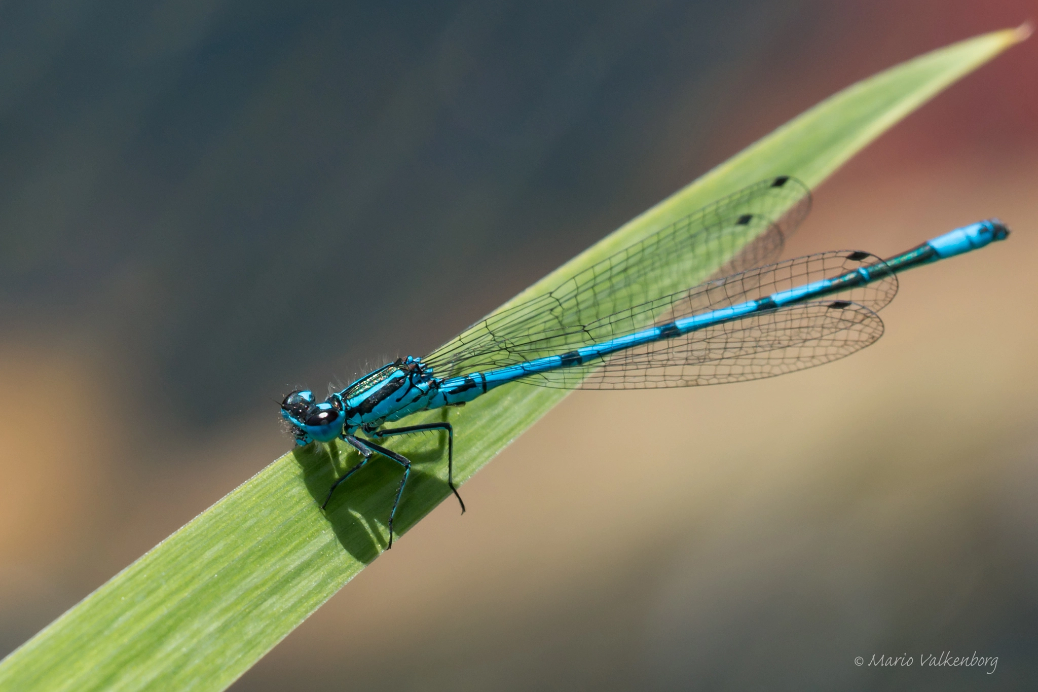 Sigma 150mm f/2.8 EX DG OS HSM APO Macro sample photo. Azuurwaterjuffer photography