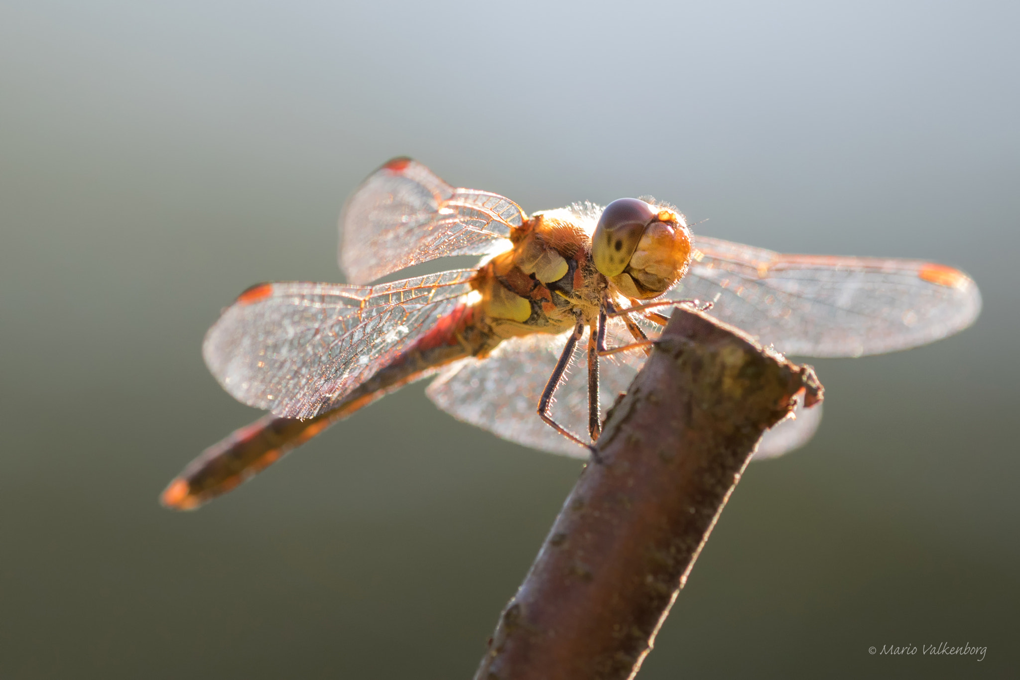 Canon EF 300mm F2.8L IS II USM sample photo. Bruinrode heidelibel photography