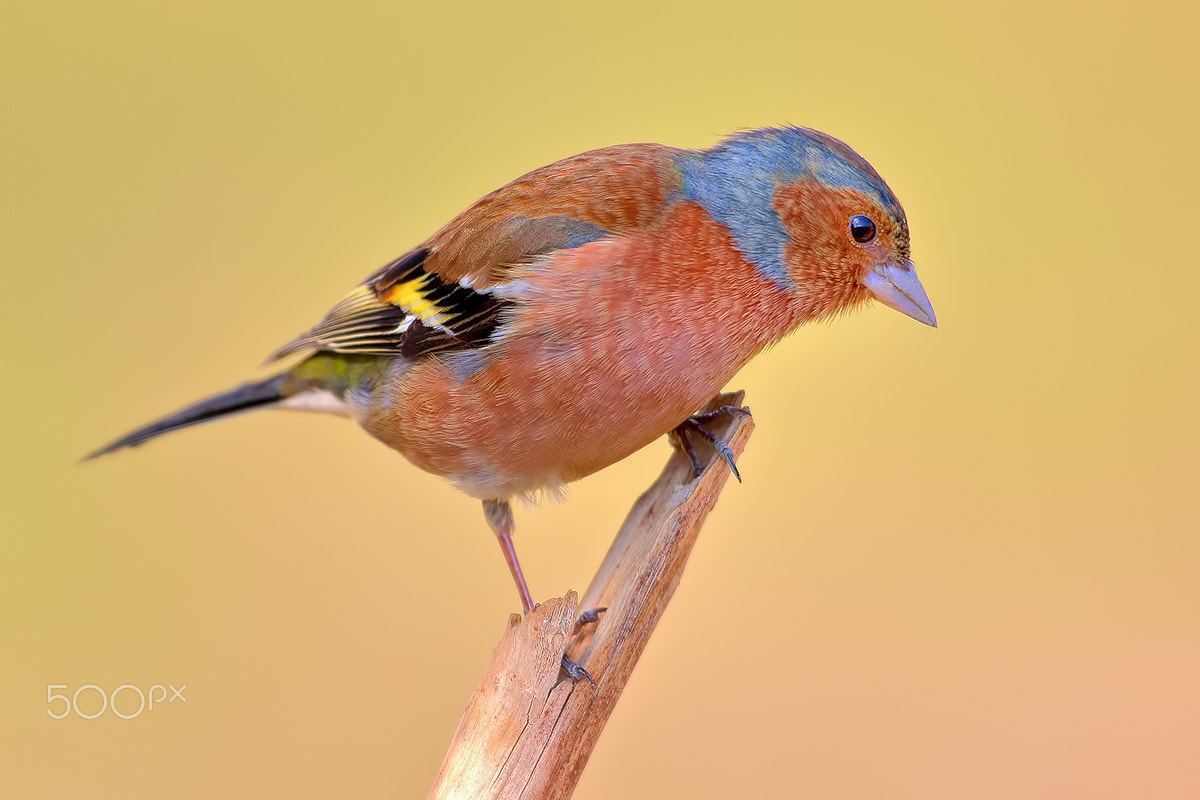 Canon EF 600mm f/4L IS sample photo. Common chaffinch photography