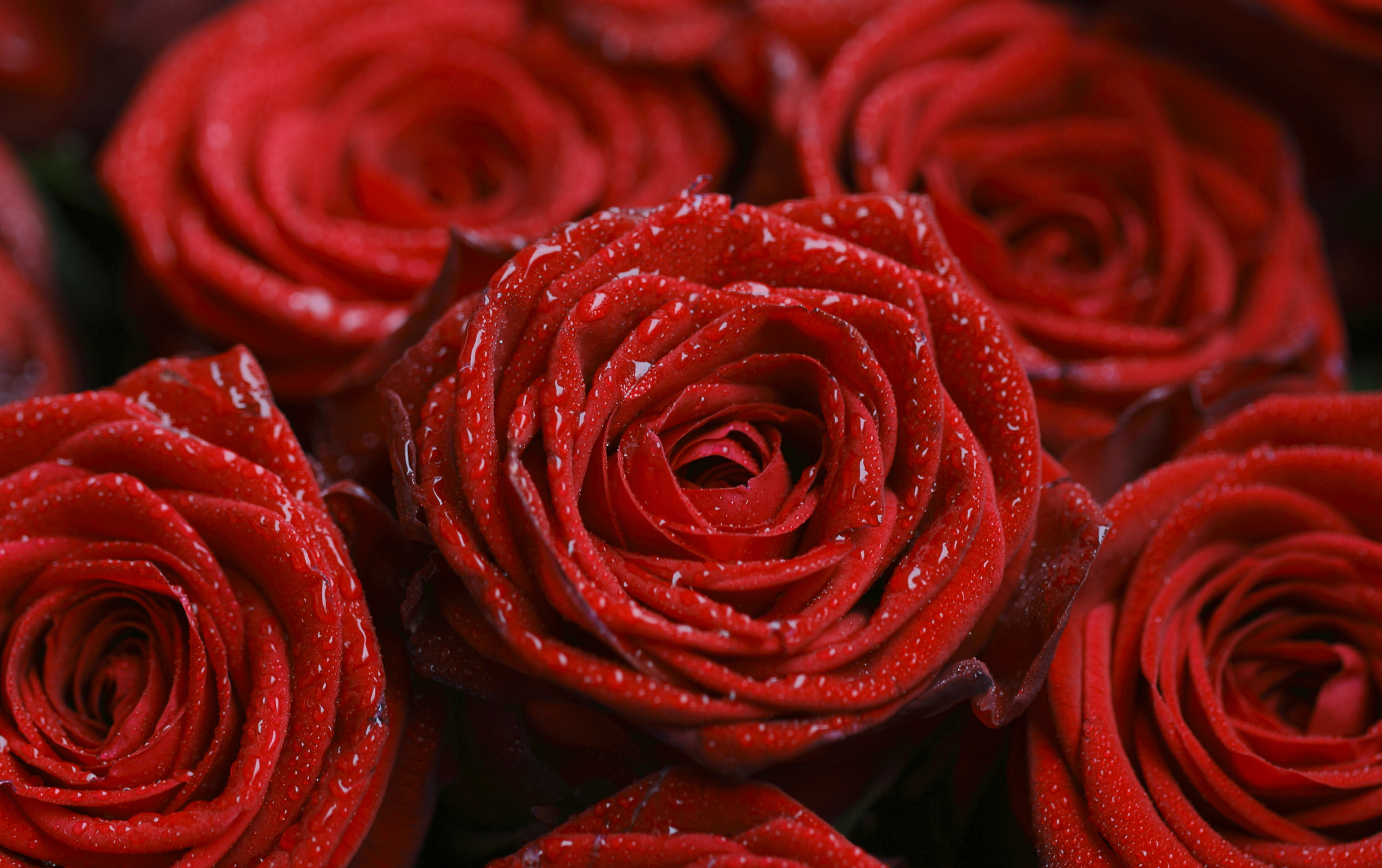 Canon EF 100mm F2.8L Macro IS USM sample photo. Bouquet de roses photography