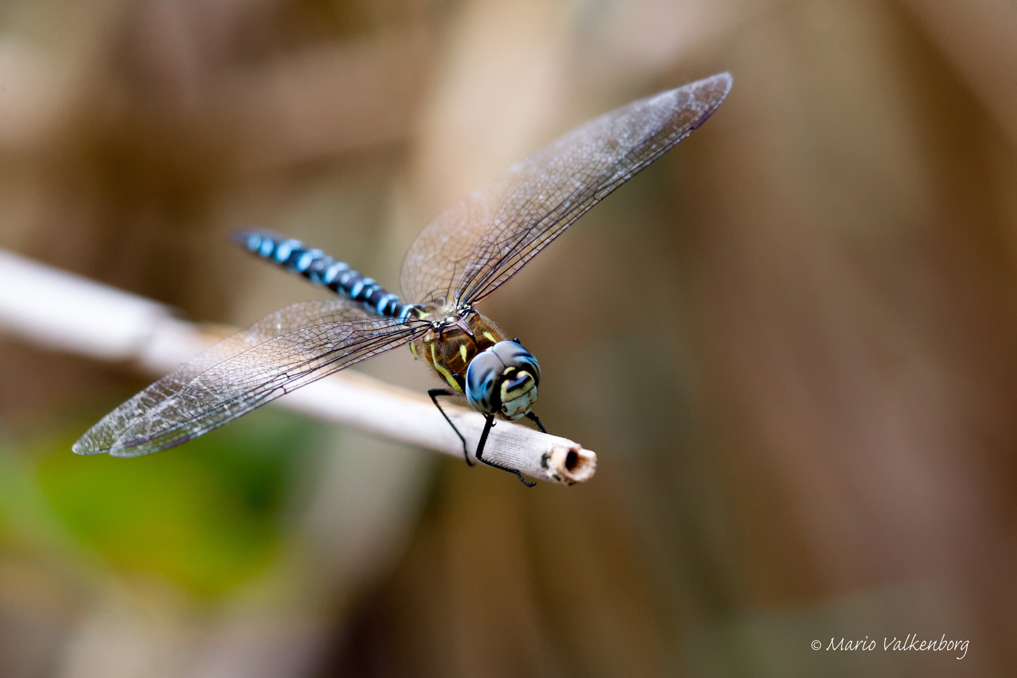 Canon EF 300mm F2.8L IS II USM sample photo. Paardenbijter photography