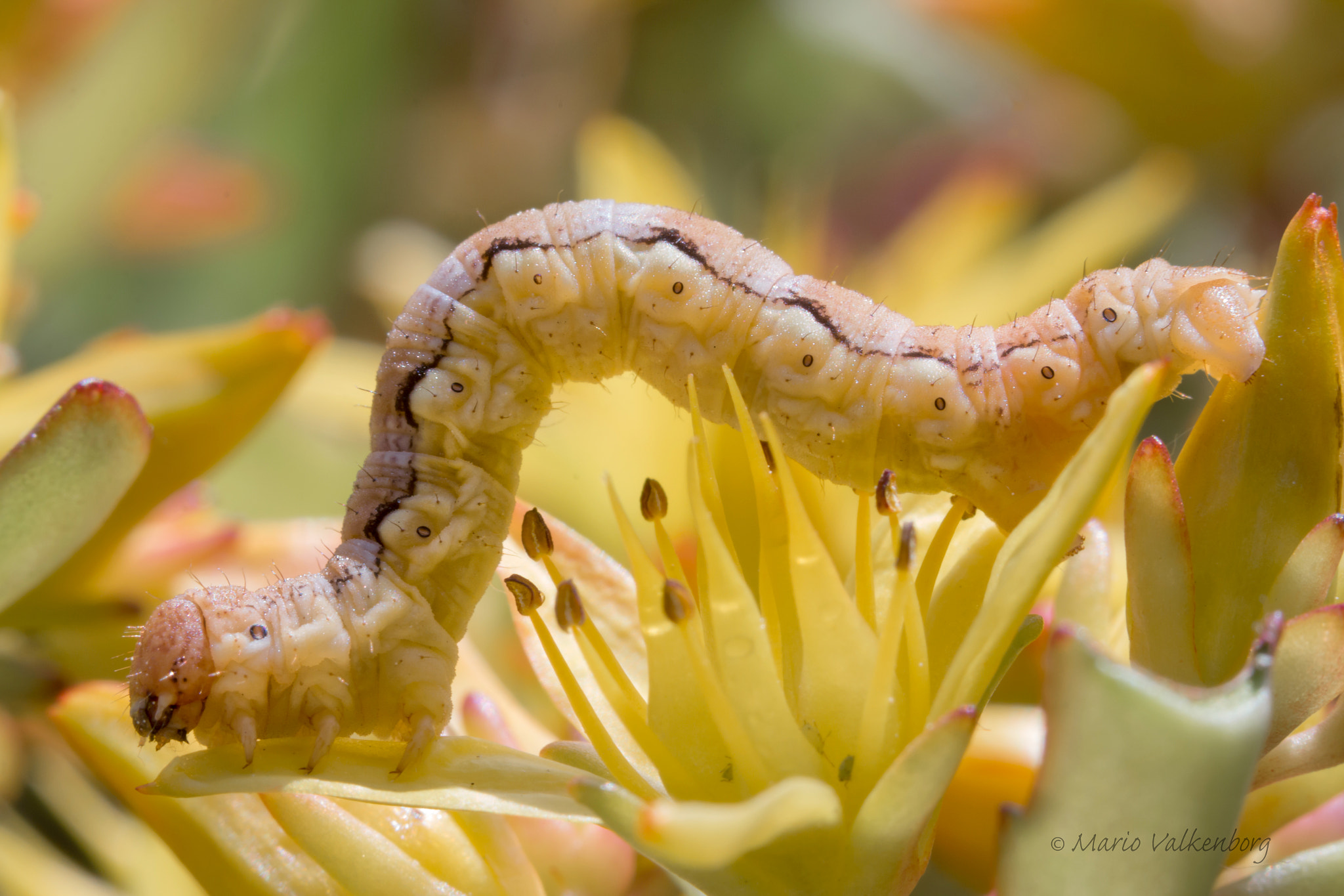 Sigma 150mm f/2.8 EX DG OS HSM APO Macro sample photo. Rups caterpillar kleine wintervlinder photography