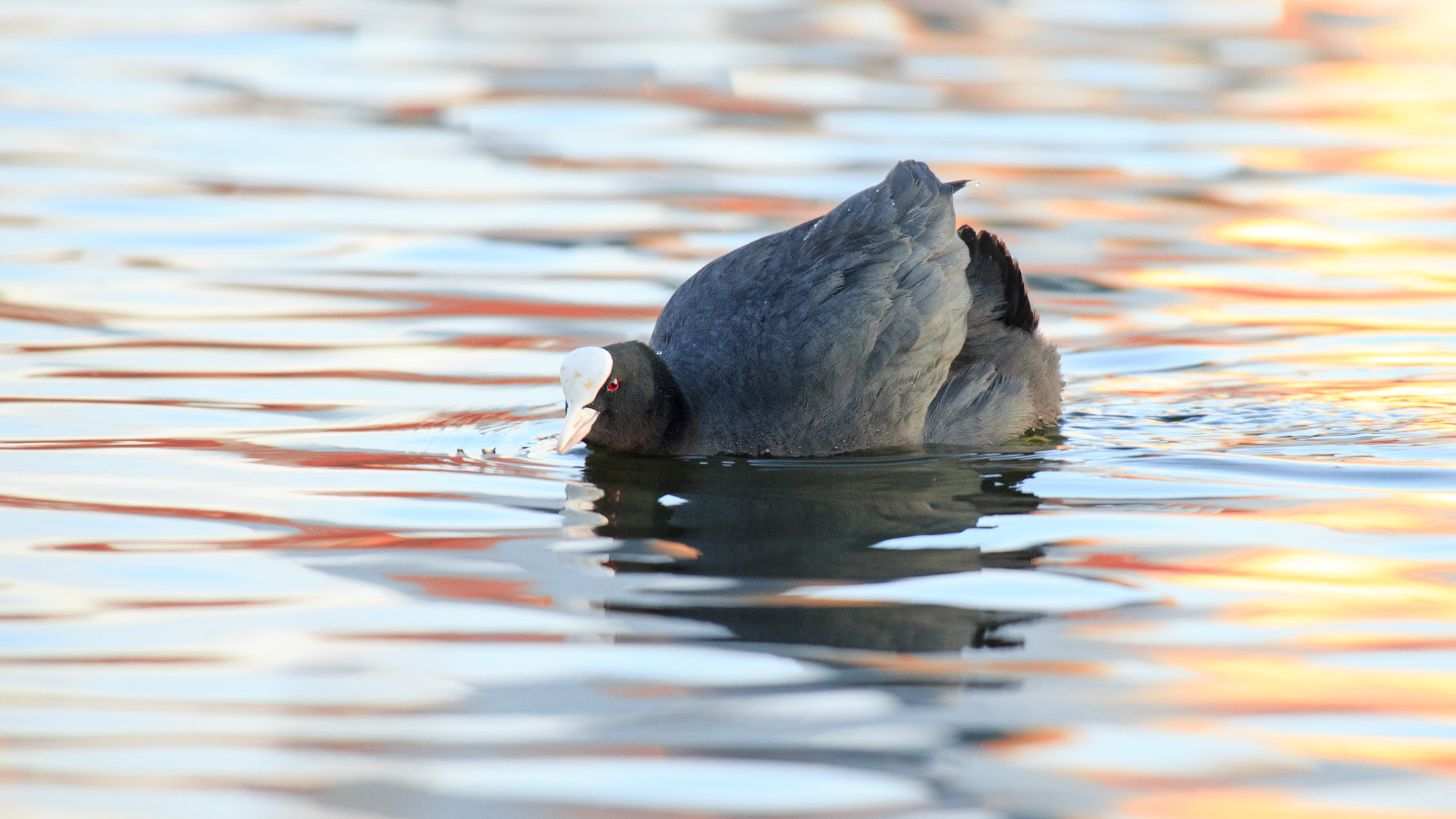Canon EOS 6D + Canon EF 300mm f/2.8L + 2x sample photo. Black on reflection photography