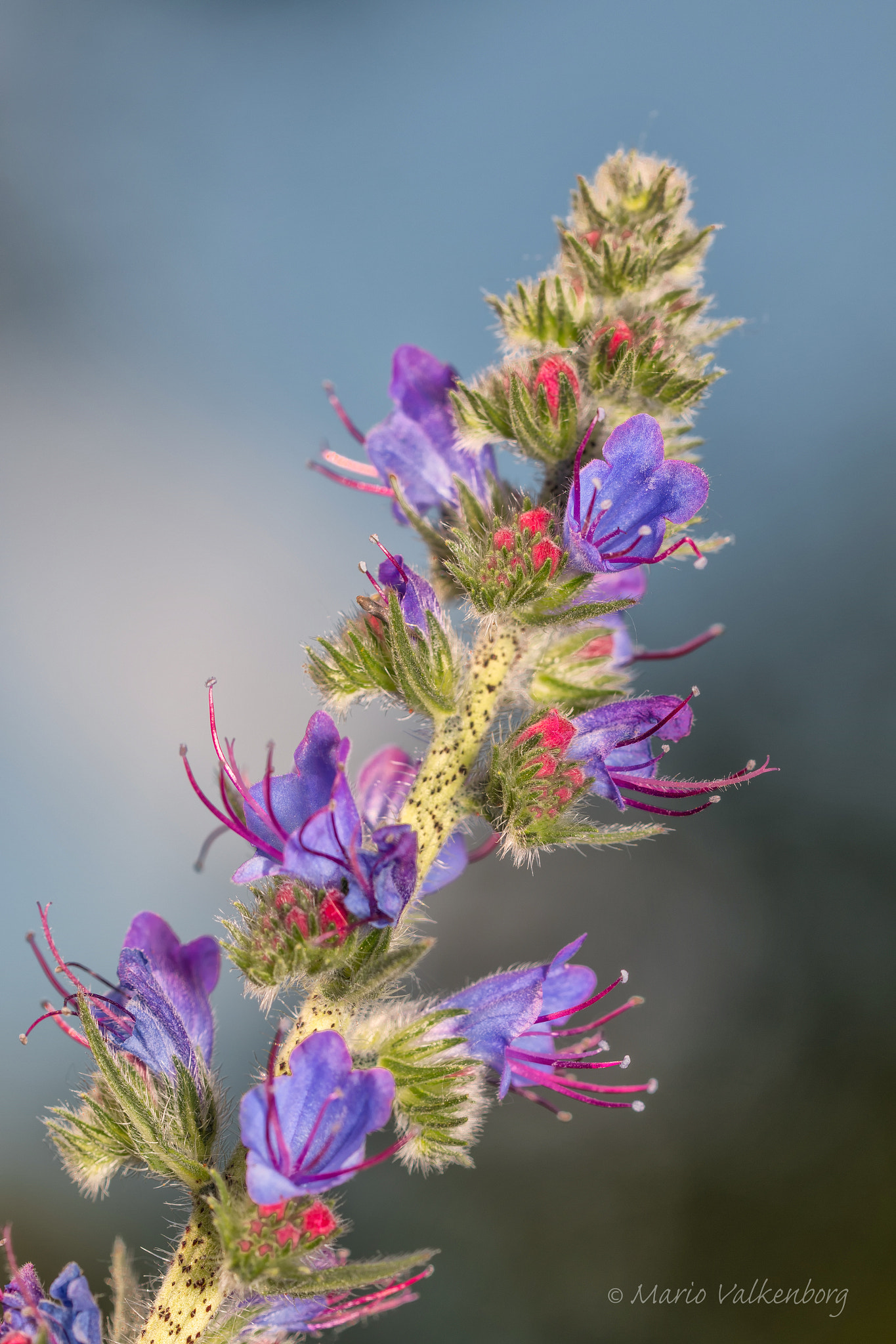 Sigma 150mm f/2.8 EX DG OS HSM APO Macro sample photo. Slangenkruid photography