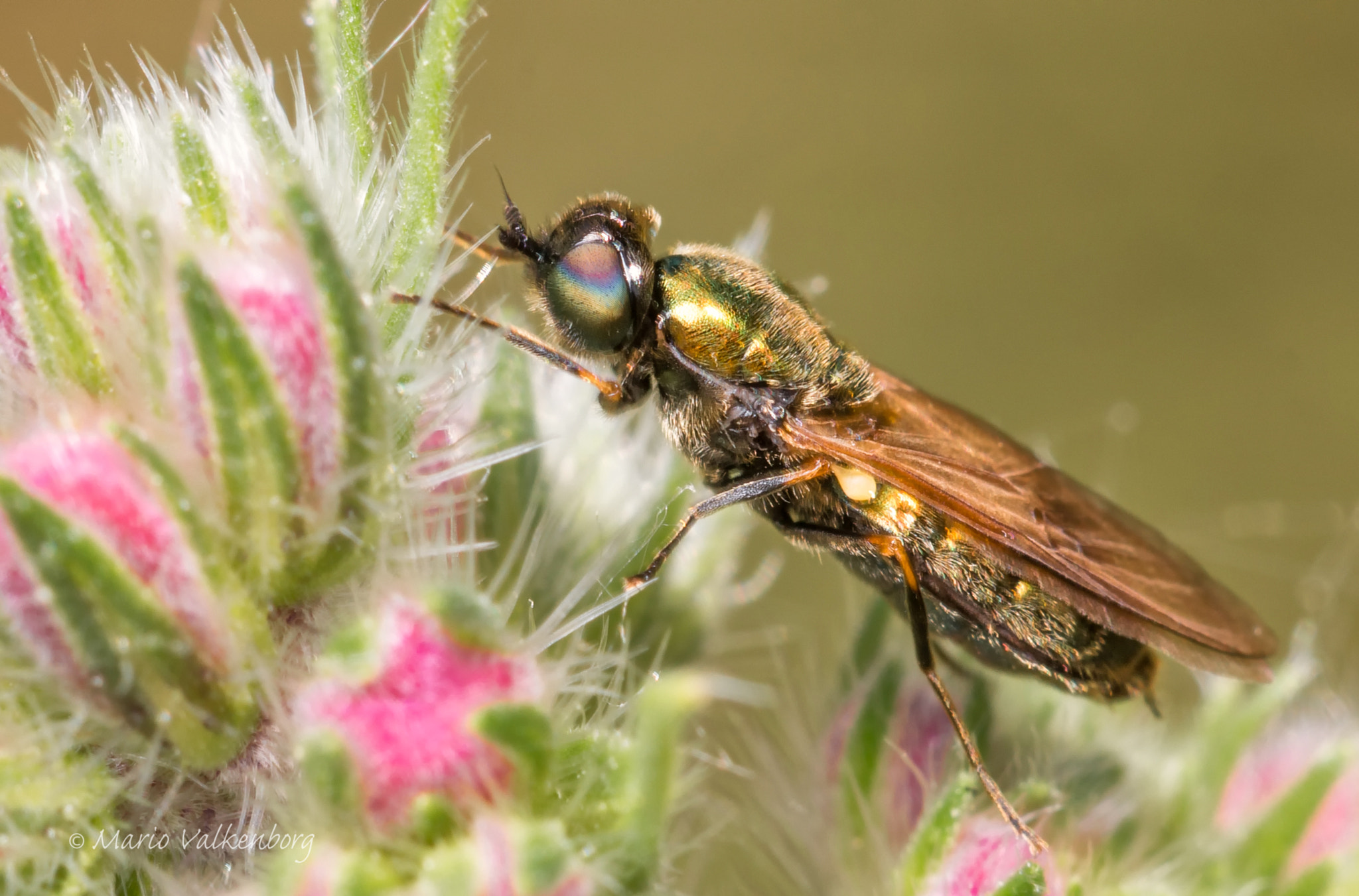 Sigma 150mm f/2.8 EX DG OS HSM APO Macro sample photo. Wapenvlieg vrouwtje chloromyia formosa photography