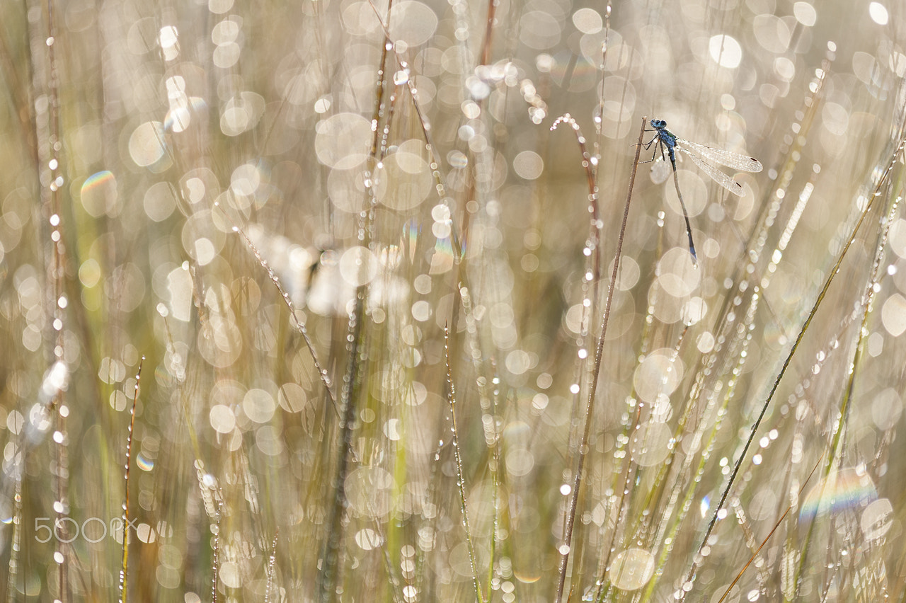 Nikon D700 + Nikon AF Micro-Nikkor 200mm F4D ED-IF sample photo. Damselfly bokeh photography