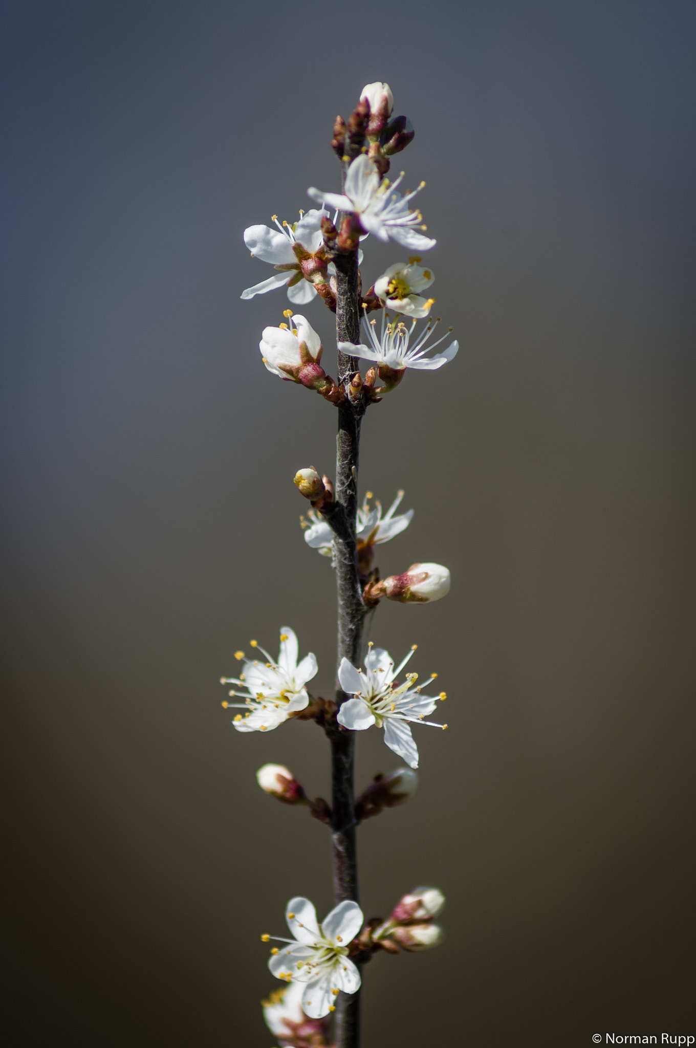 Tamron AF 70-300mm F4-5.6 Di LD Macro sample photo. Schwarzdorn photography