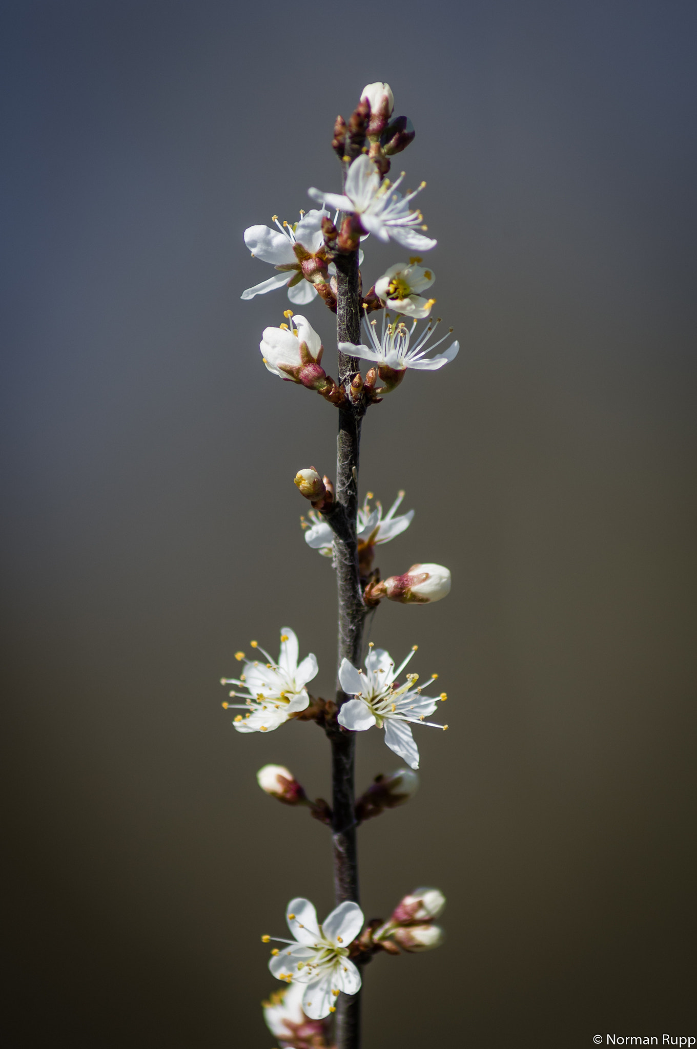 Pentax K-r + Tamron AF 70-300mm F4-5.6 Di LD Macro sample photo. Schwarzdorn photography