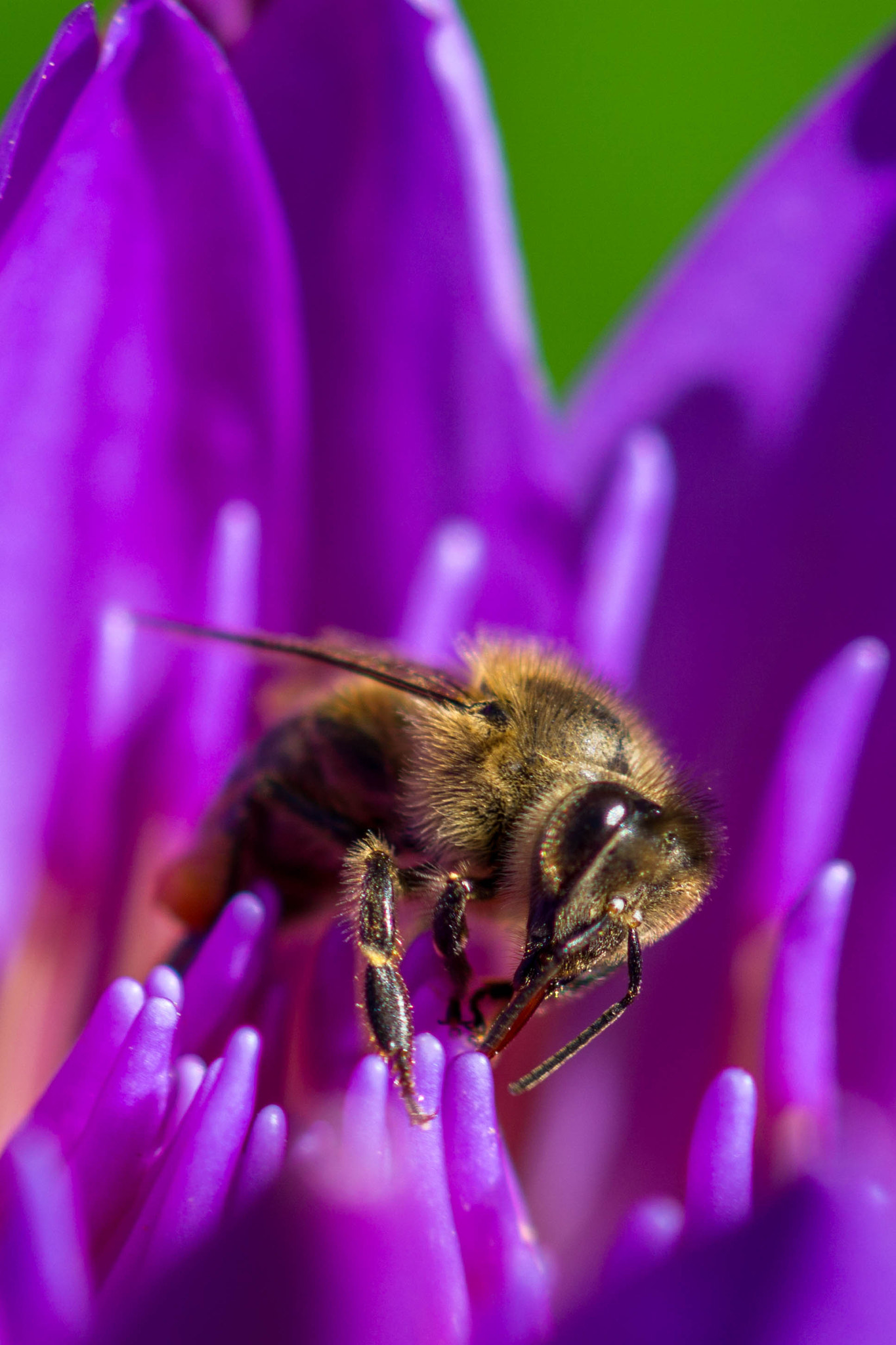 Sony a6000 + Sony 100mm F2.8 Macro sample photo. Drinking from a lotus flower photography