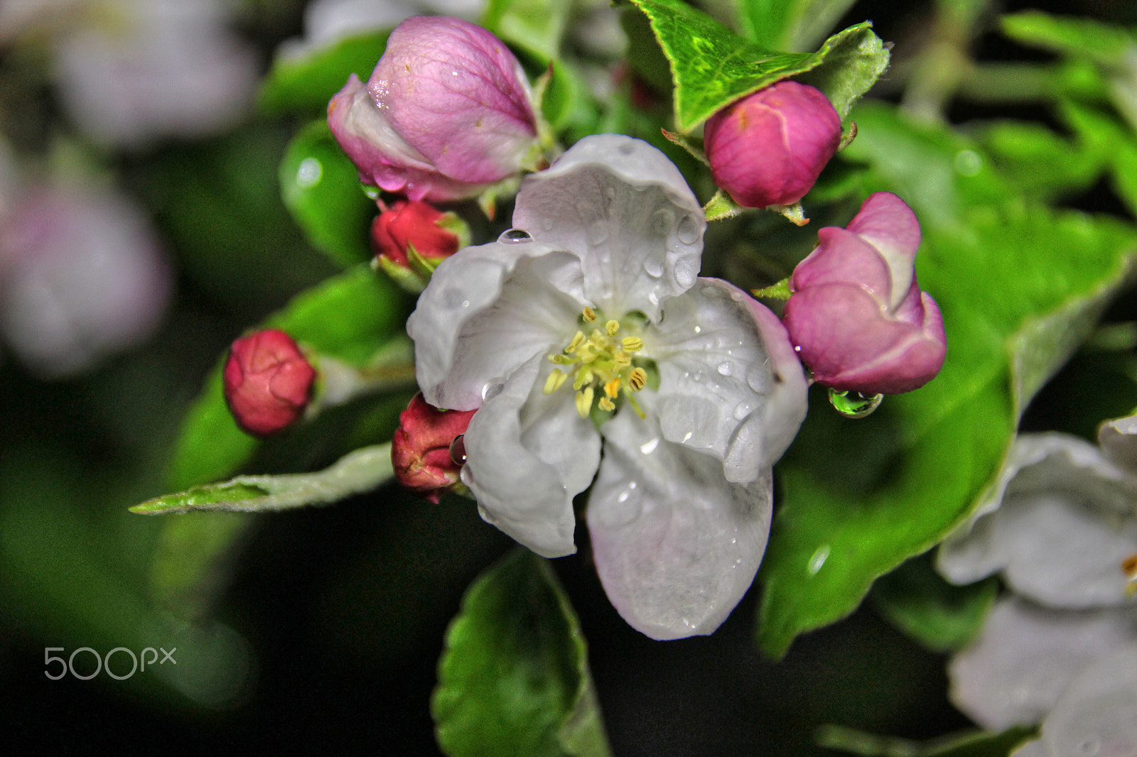 Canon EF 500mm F4L IS USM sample photo. Apple tree flowers photography