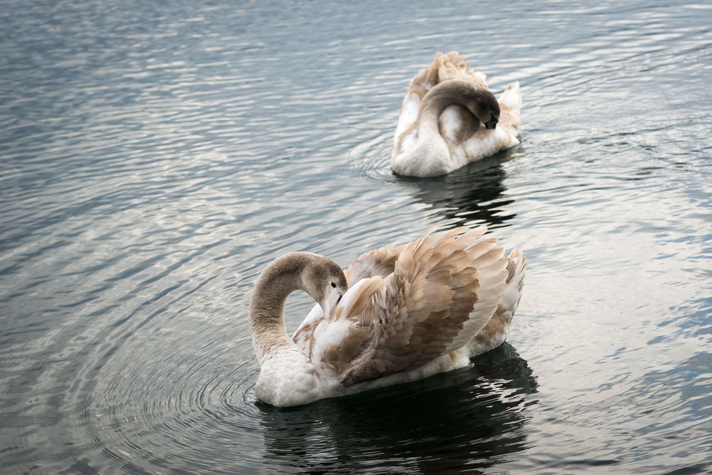 Sony a99 II sample photo. Cisnes de mina mercedes photography