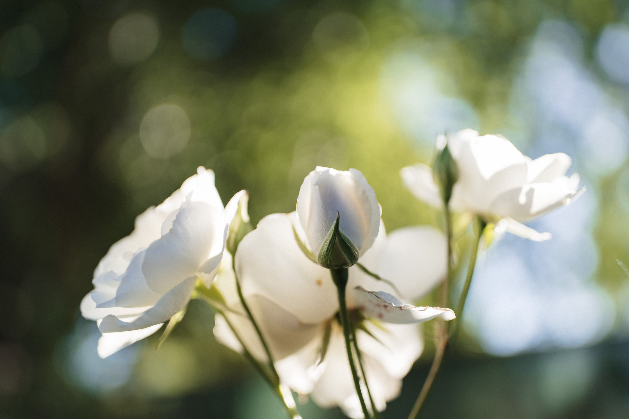 ZEISS Otus 28mm F1.4 sample photo. 20160420-dsc03516.jpg photography
