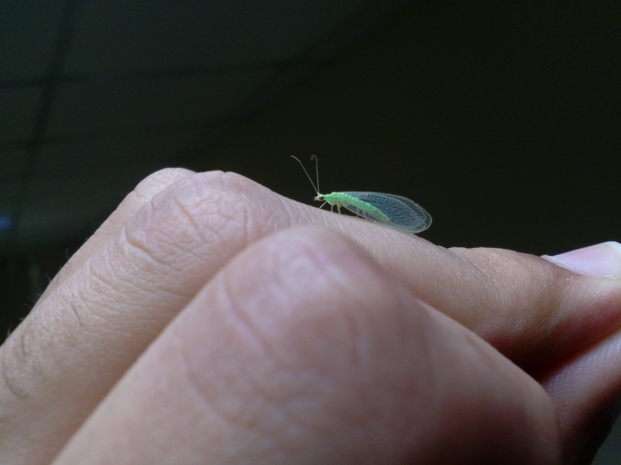 LG Optimus 2X sample photo. Green fly macro photography