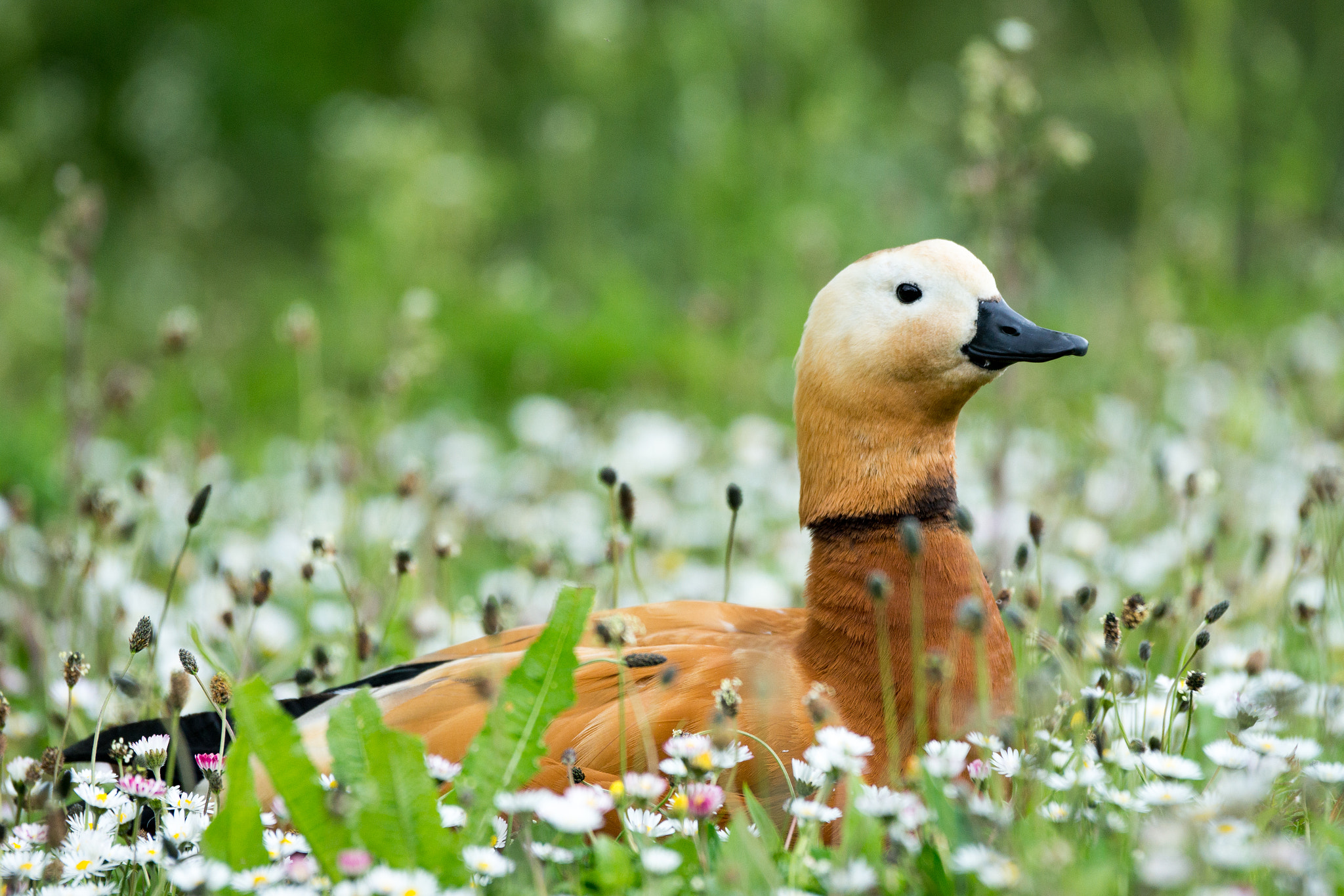 Sony 70-400mm F4-5.6 G SSM II sample photo. Sitting pretty photography
