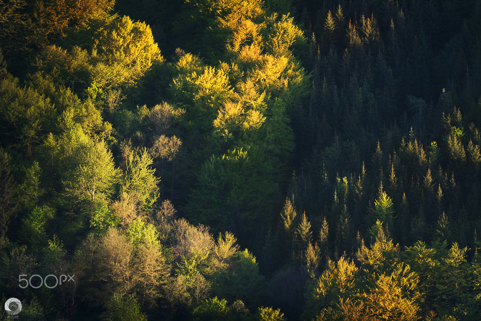 Canon EOS 40D sample photo. Forest photography