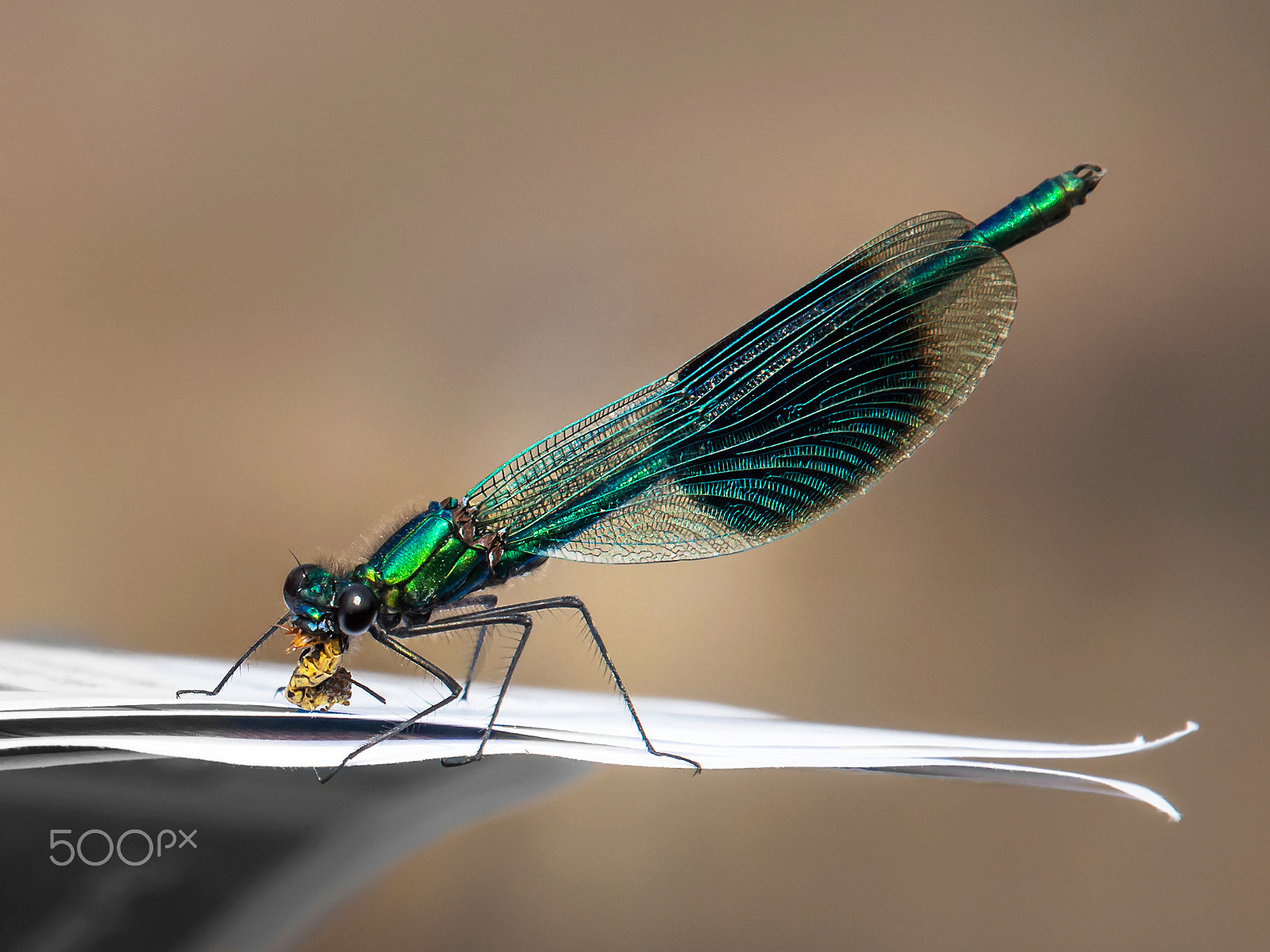Olympus OM-D E-M5 sample photo. Damselfly dinner time photography