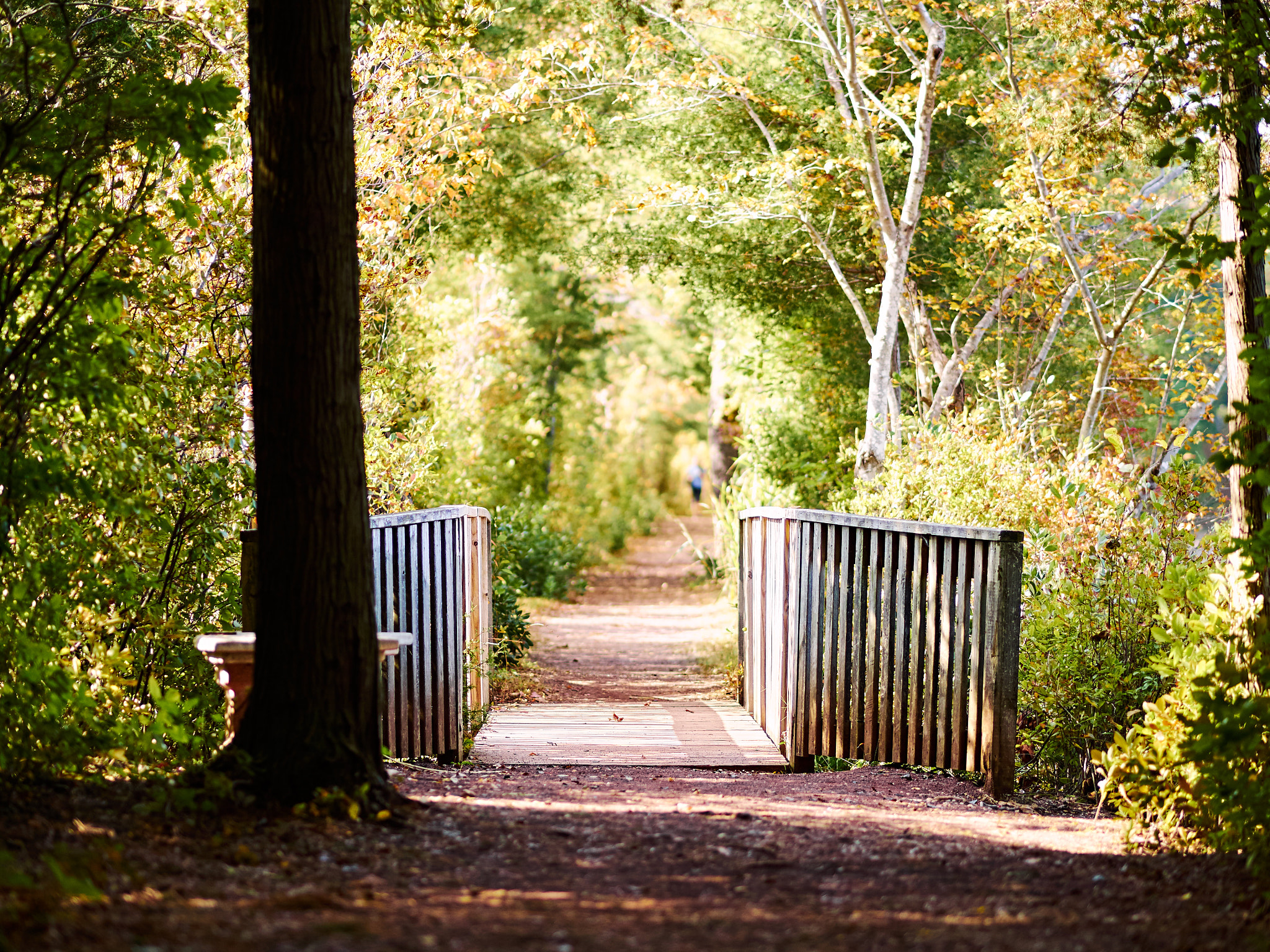 Olympus OM-D E-M10 + Olympus M.Zuiko Digital ED 75mm F1.8 sample photo. Path in the woods photography