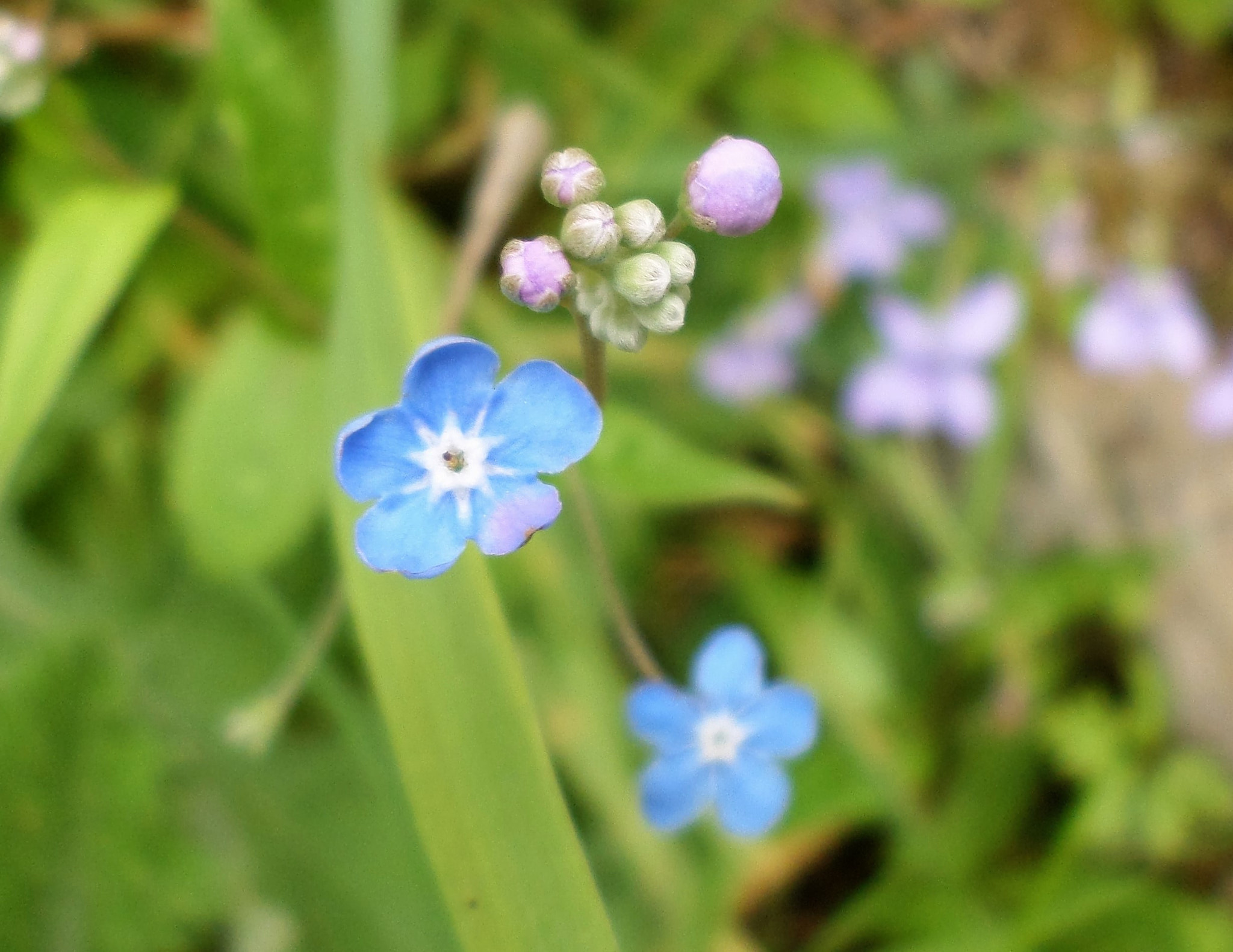Samsung ST72/ST73 sample photo. Flores photography