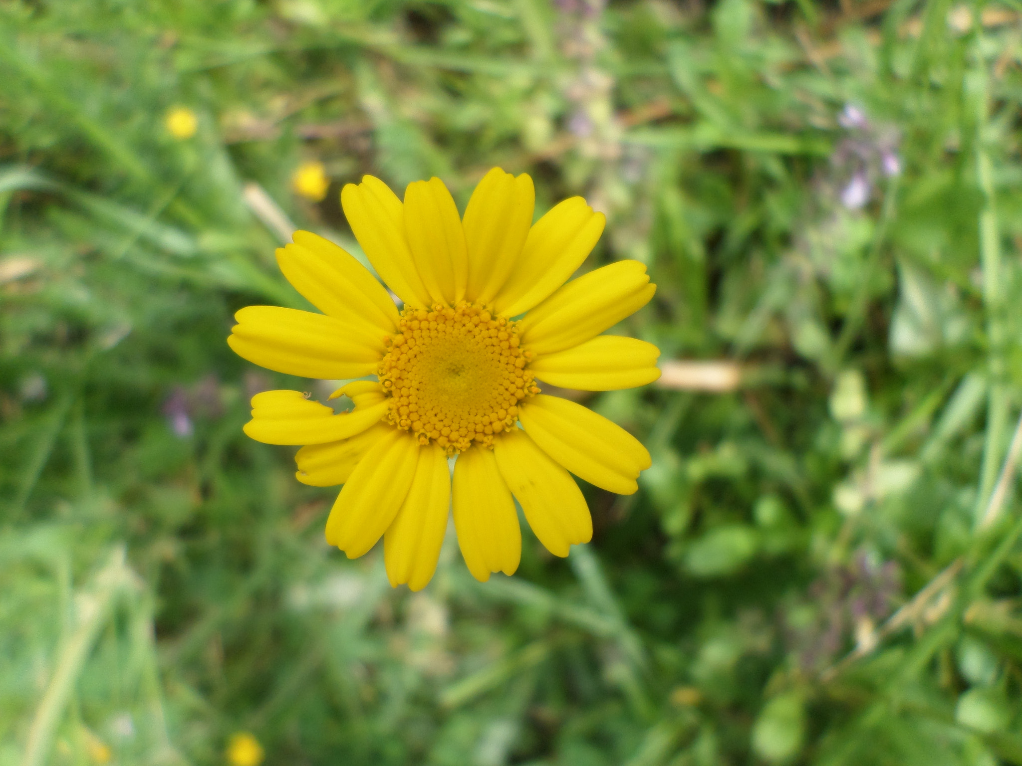 Samsung ST72/ST73 sample photo. Flores photography