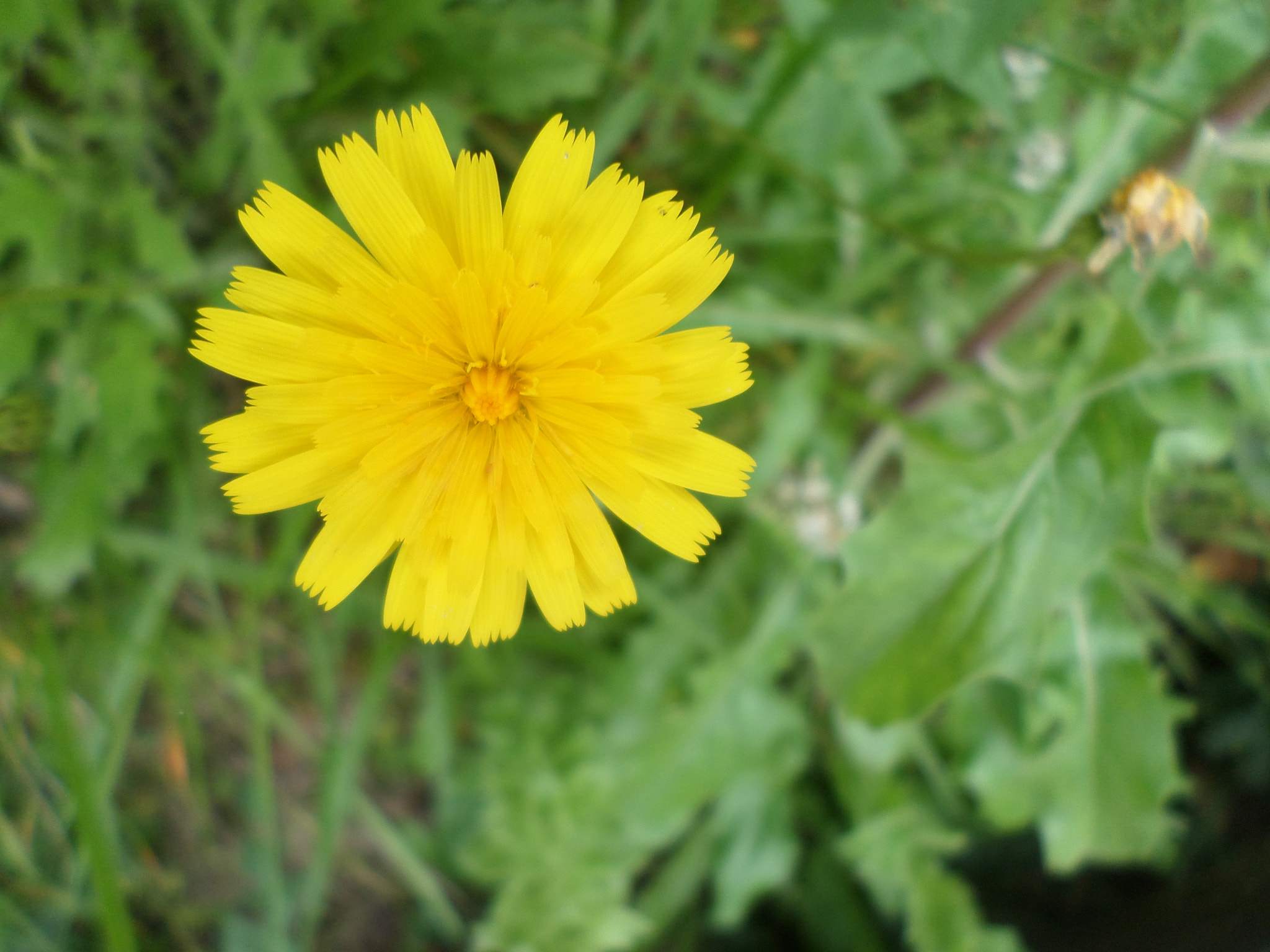Samsung ST72/ST73 sample photo. Flores photography