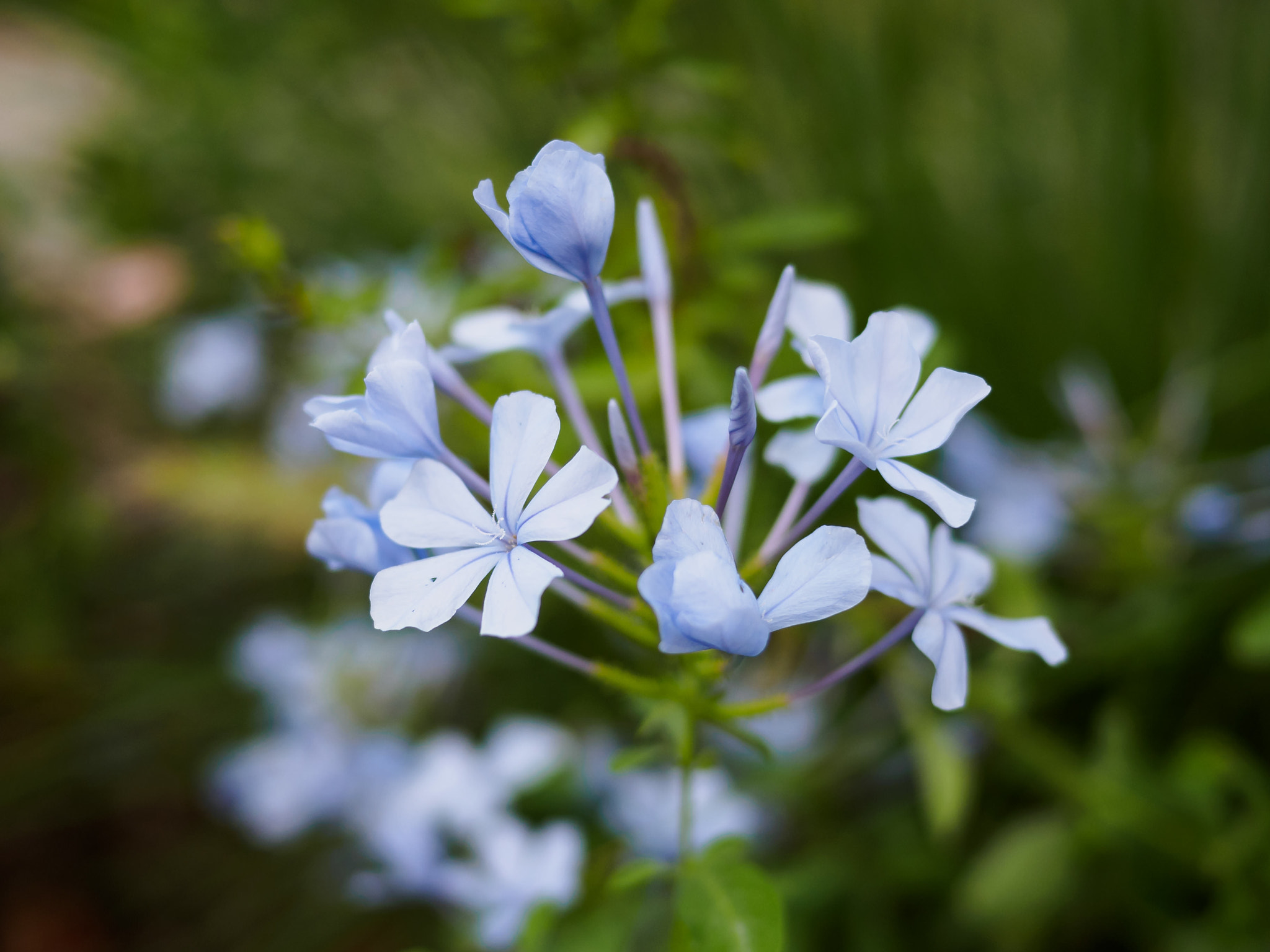 Olympus OM-D E-M10 + Panasonic Lumix G 20mm F1.7 ASPH sample photo