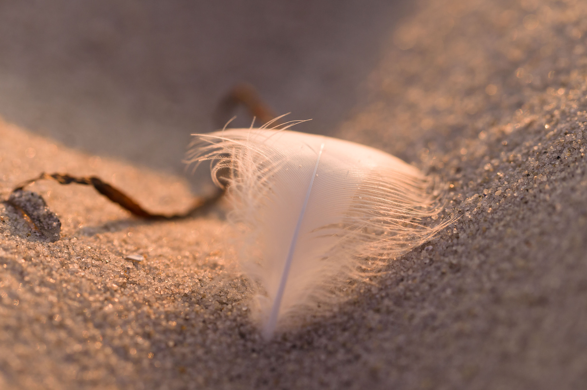 Sony SLT-A37 sample photo. Beach feather photography