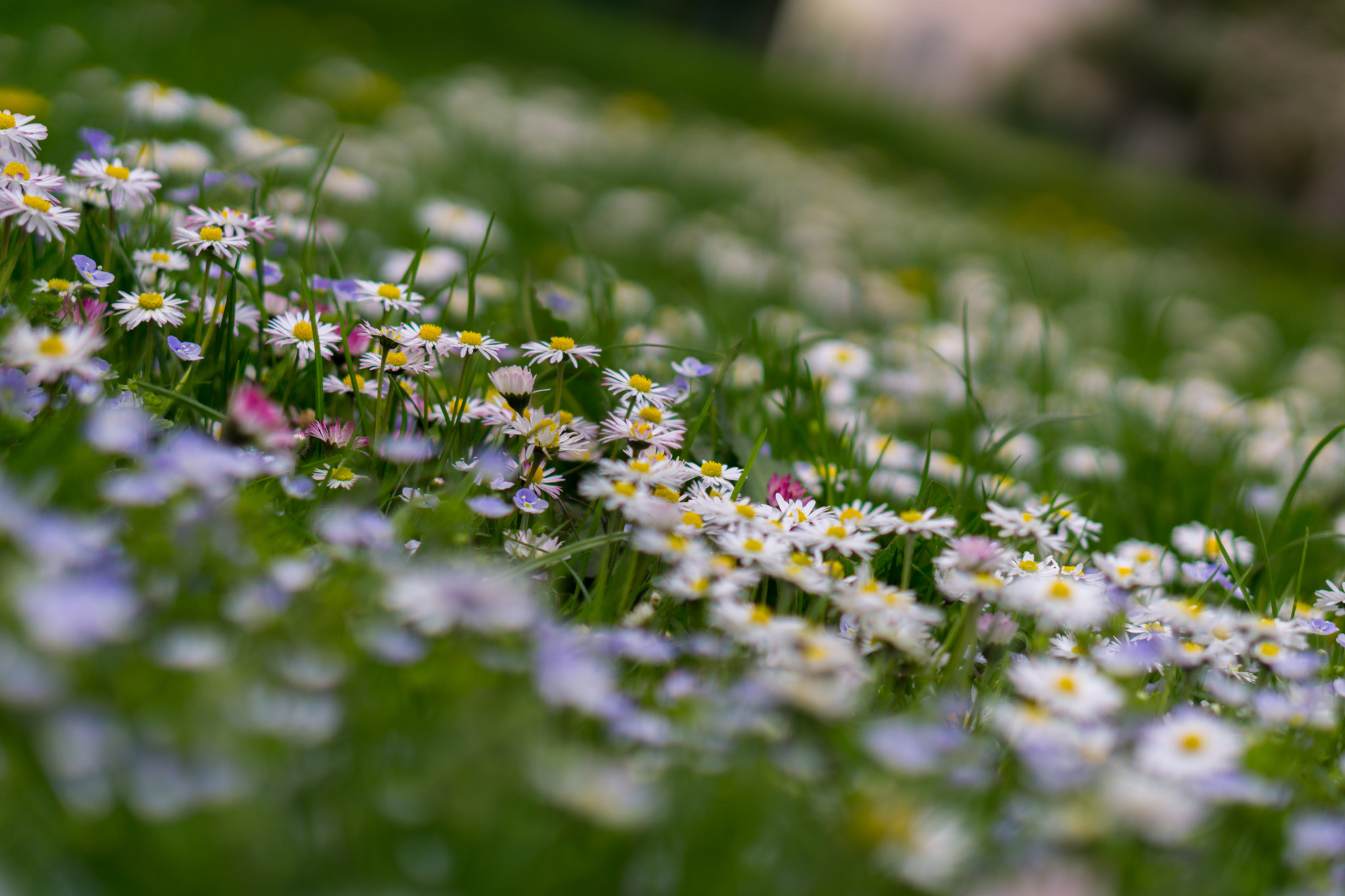 Sony a5100 + E 50mm F1.8 OSS sample photo. Blumenfeld photography
