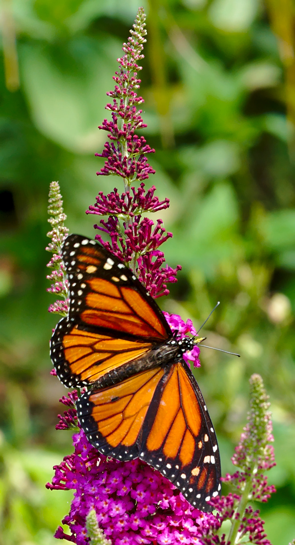 ZEISS Otus 85mm F1.4 sample photo. Butterfly on purple flower photography