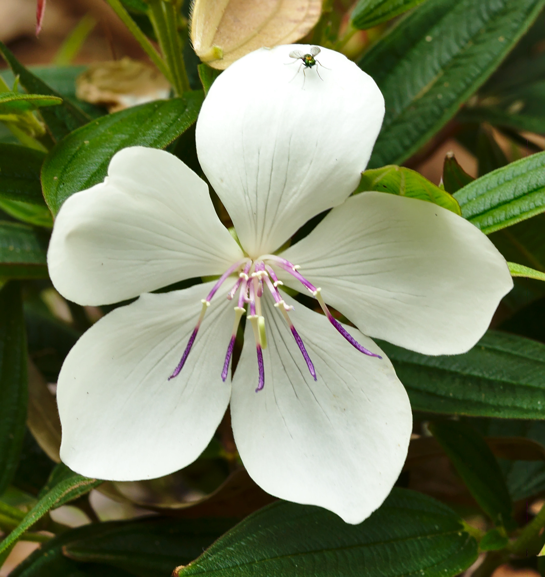 ZEISS Otus 85mm F1.4 sample photo. Peace baby or tibouchina photography