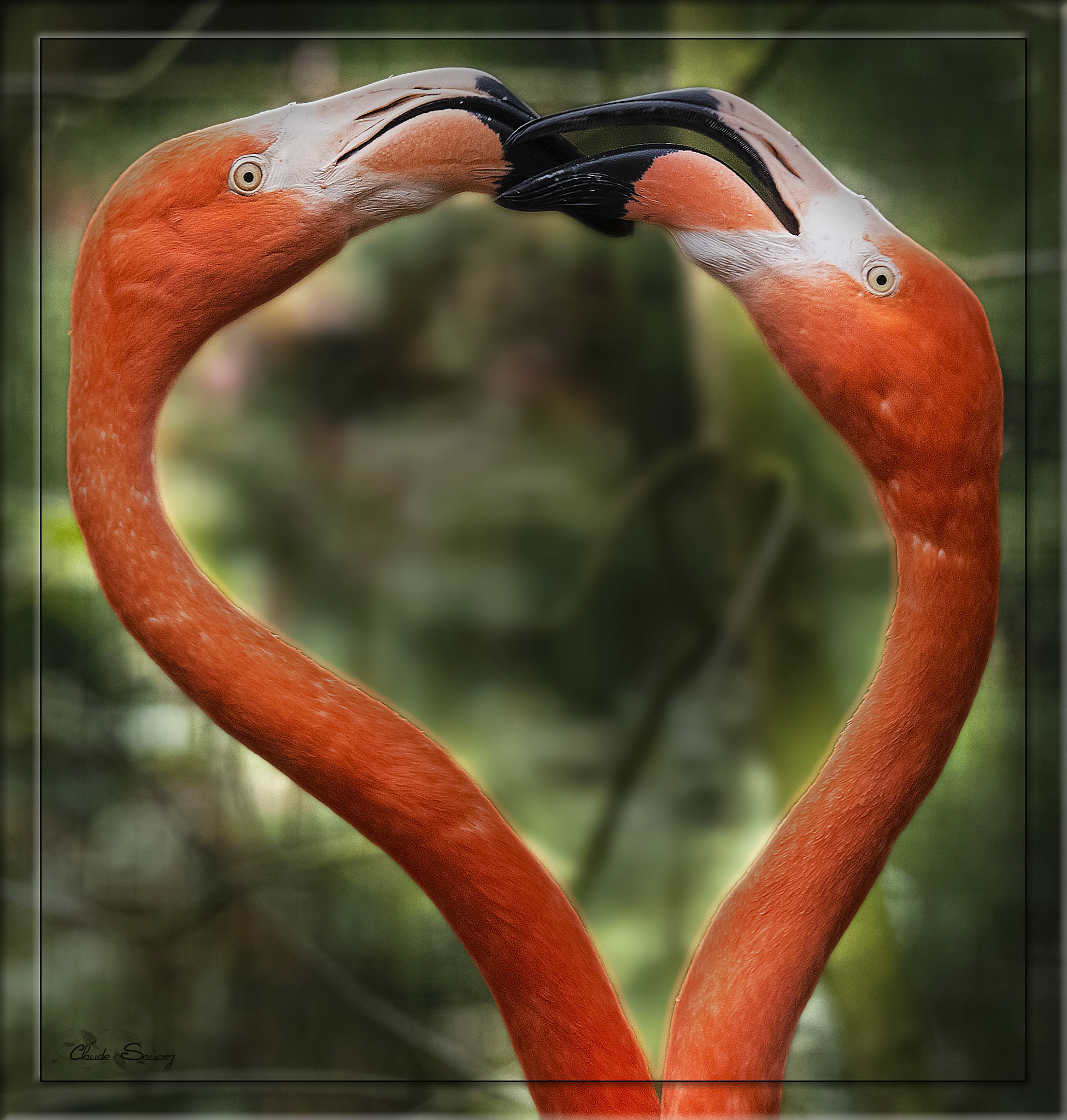 Sigma 120-400mm F4.5-5.6 DG OS HSM sample photo. Heart flamingo photography