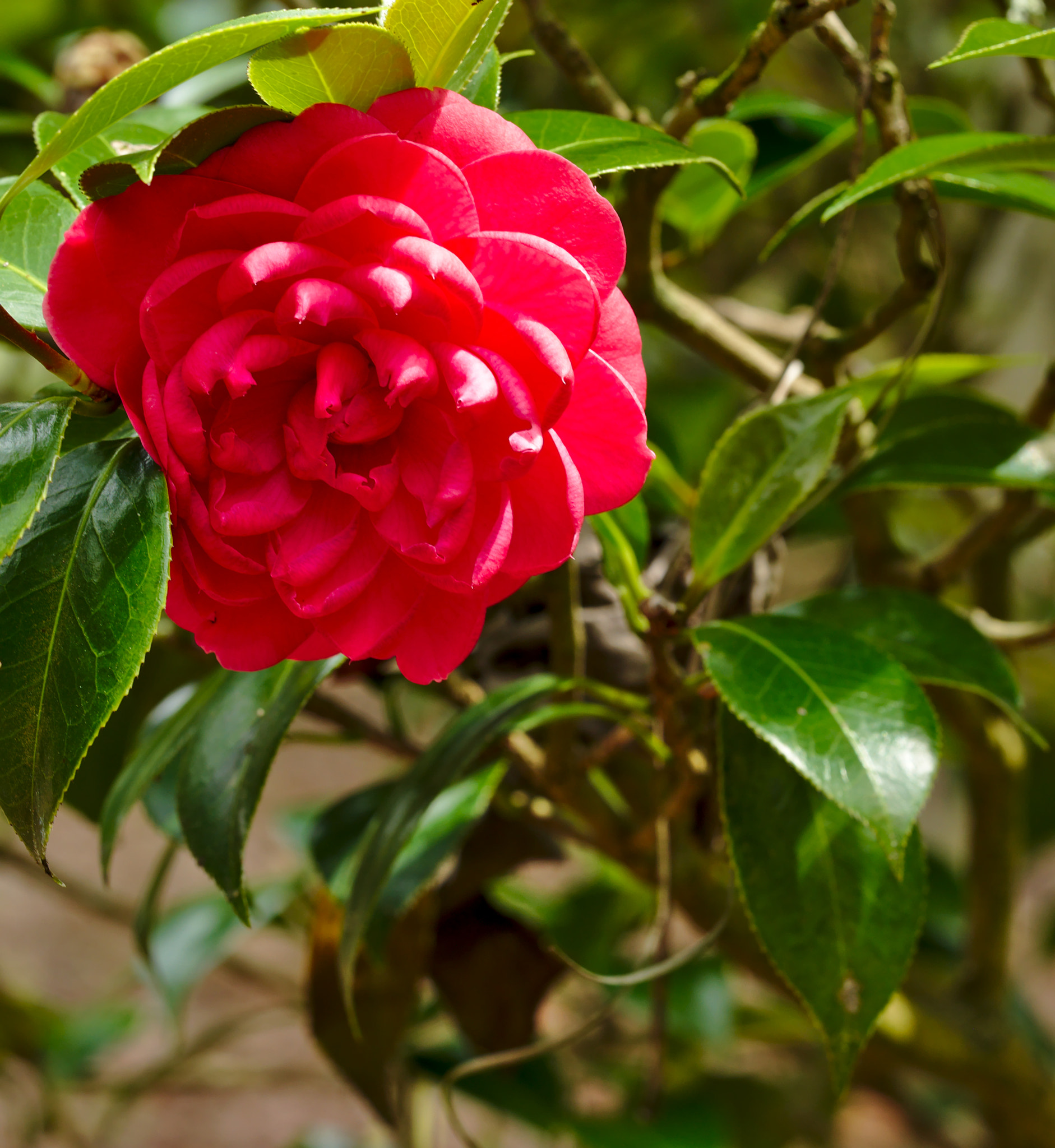ZEISS Otus 85mm F1.4 sample photo. A spring formal or camellia japonica photography