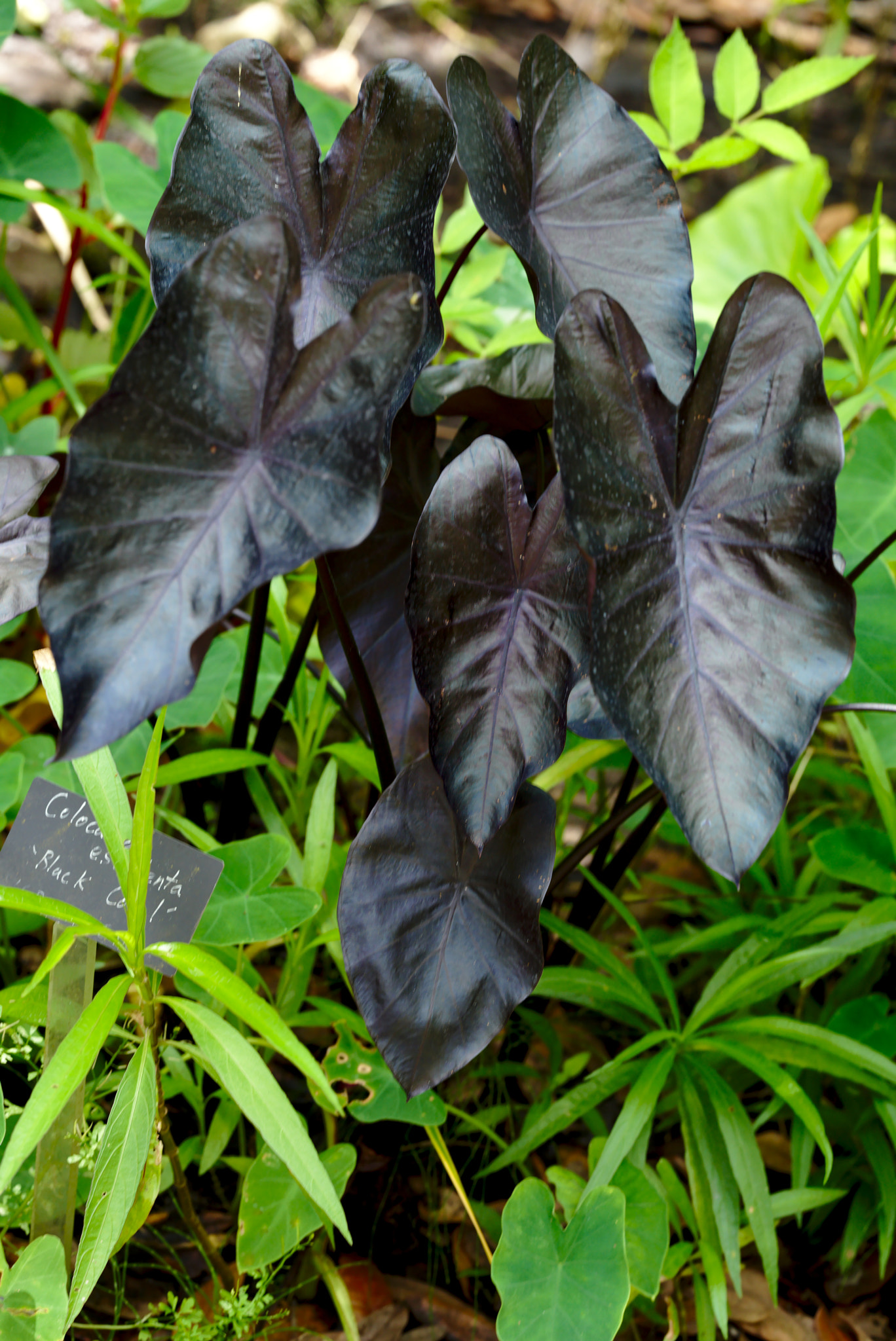 ZEISS Otus 85mm F1.4 sample photo. Black coral or colocasia esculenta photography