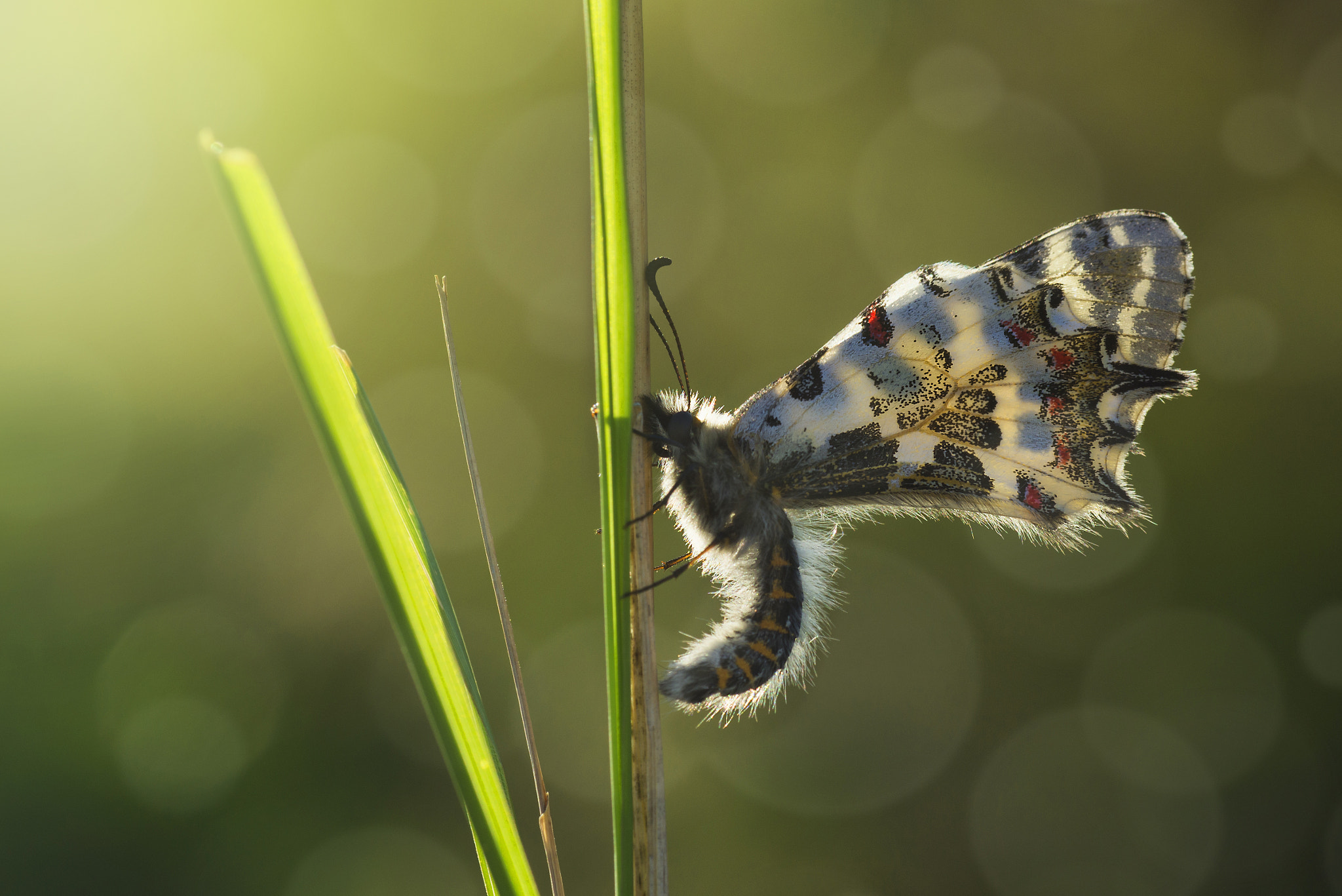 Nikon D800E sample photo. Butterfly photography