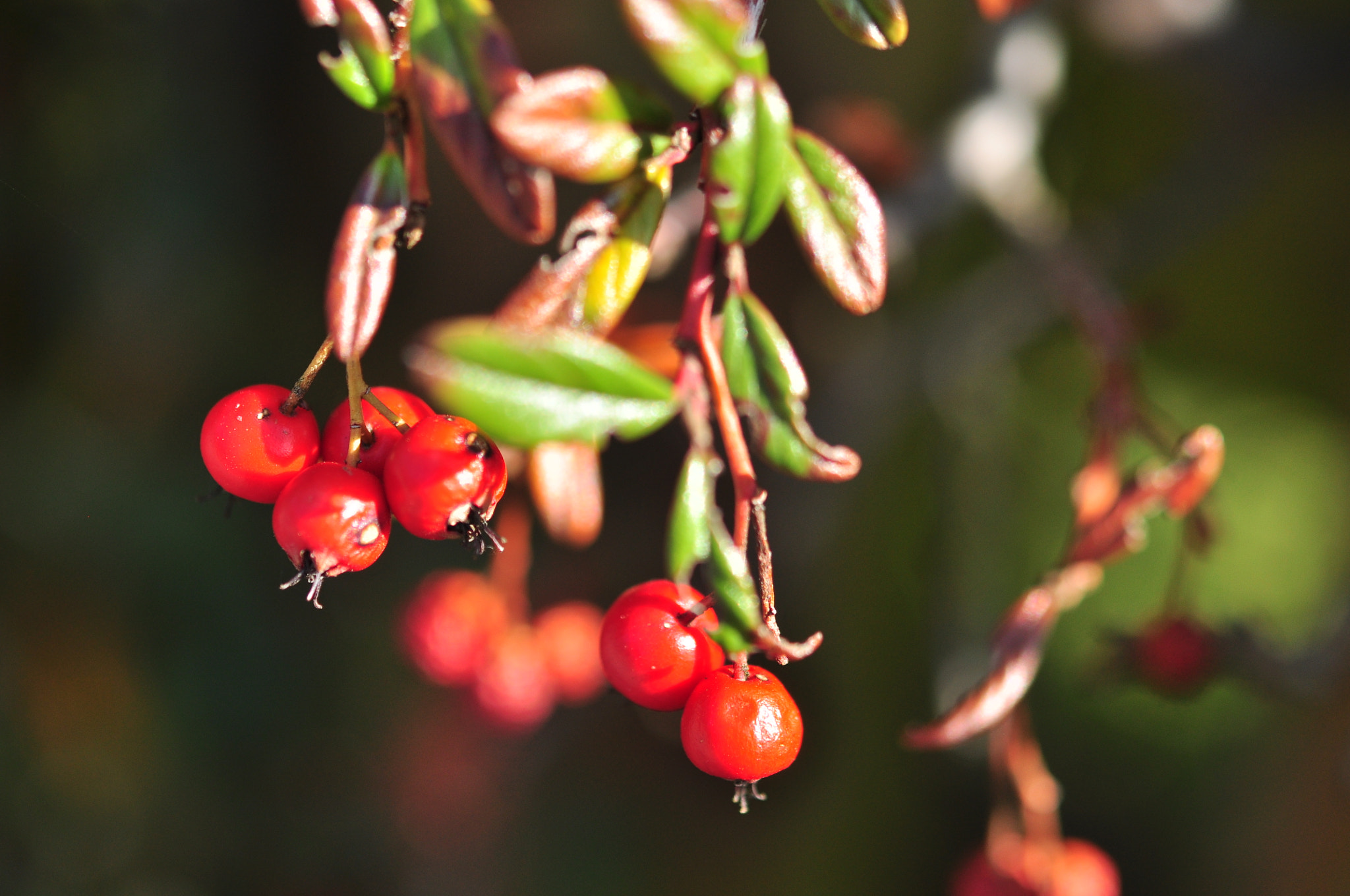 Nikon AF-S Micro-Nikkor 60mm F2.8G ED sample photo. Zoom photography