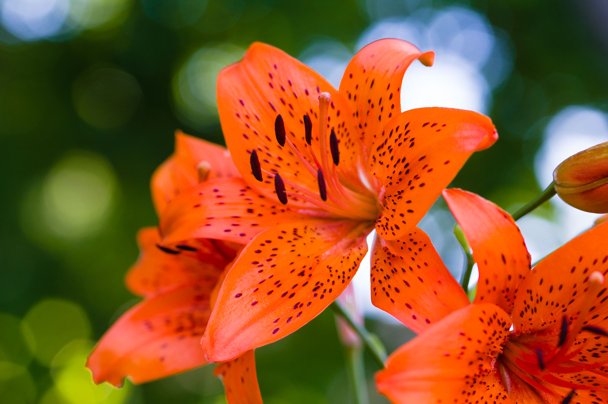 Sony SLT-A37 sample photo. Orange flowers photography