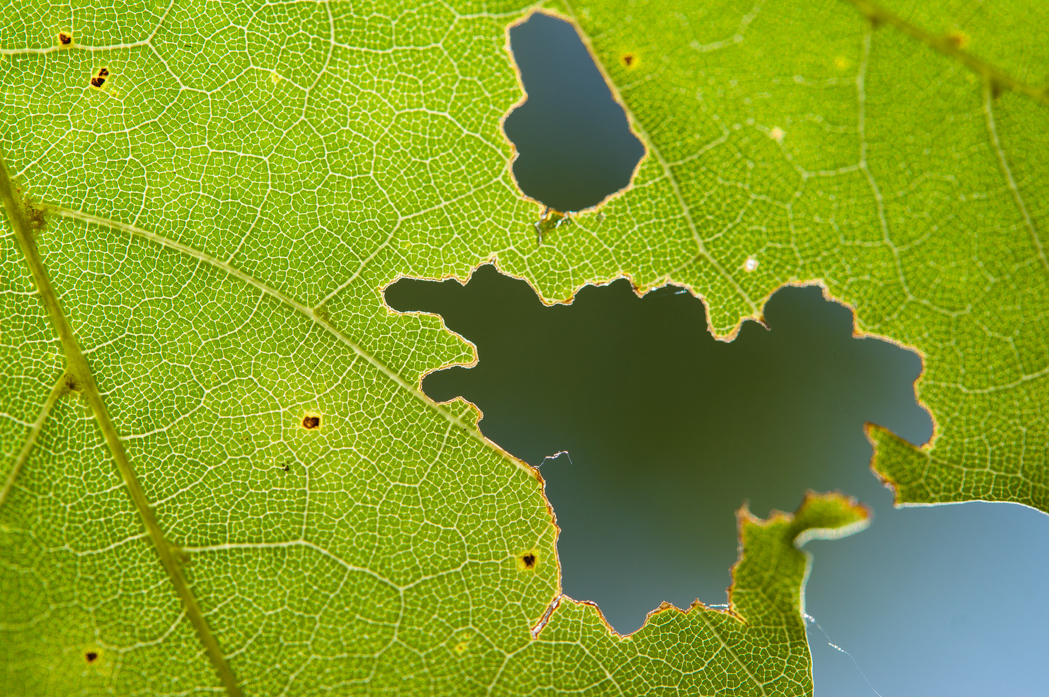 Sony SLT-A37 sample photo. Maple leaf photography