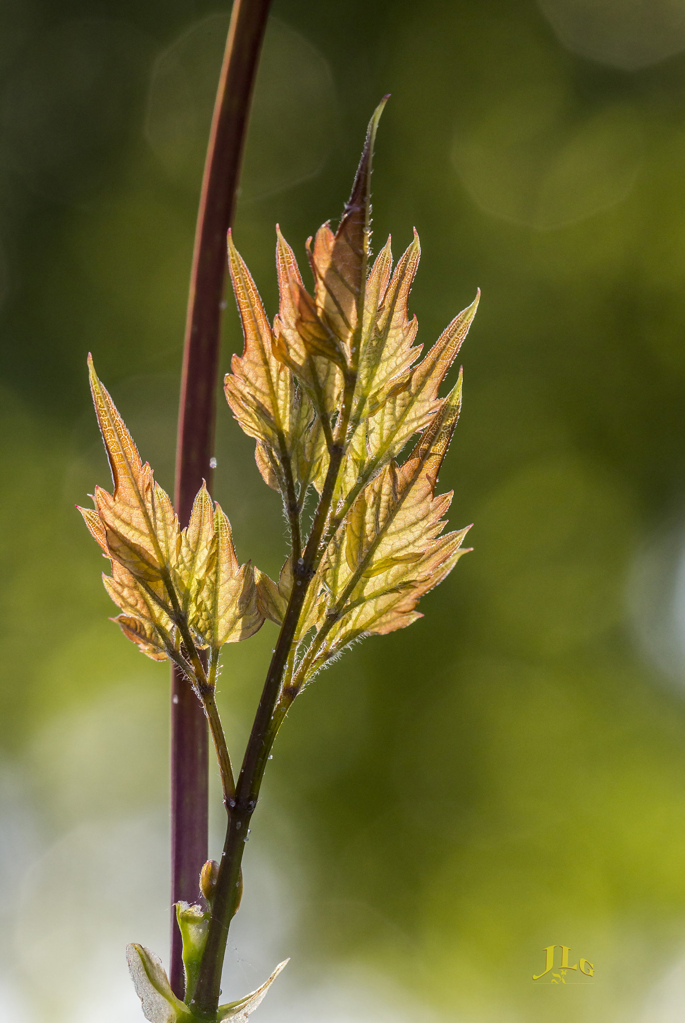 Canon EOS 650D (EOS Rebel T4i / EOS Kiss X6i) sample photo. Spring forth! photography