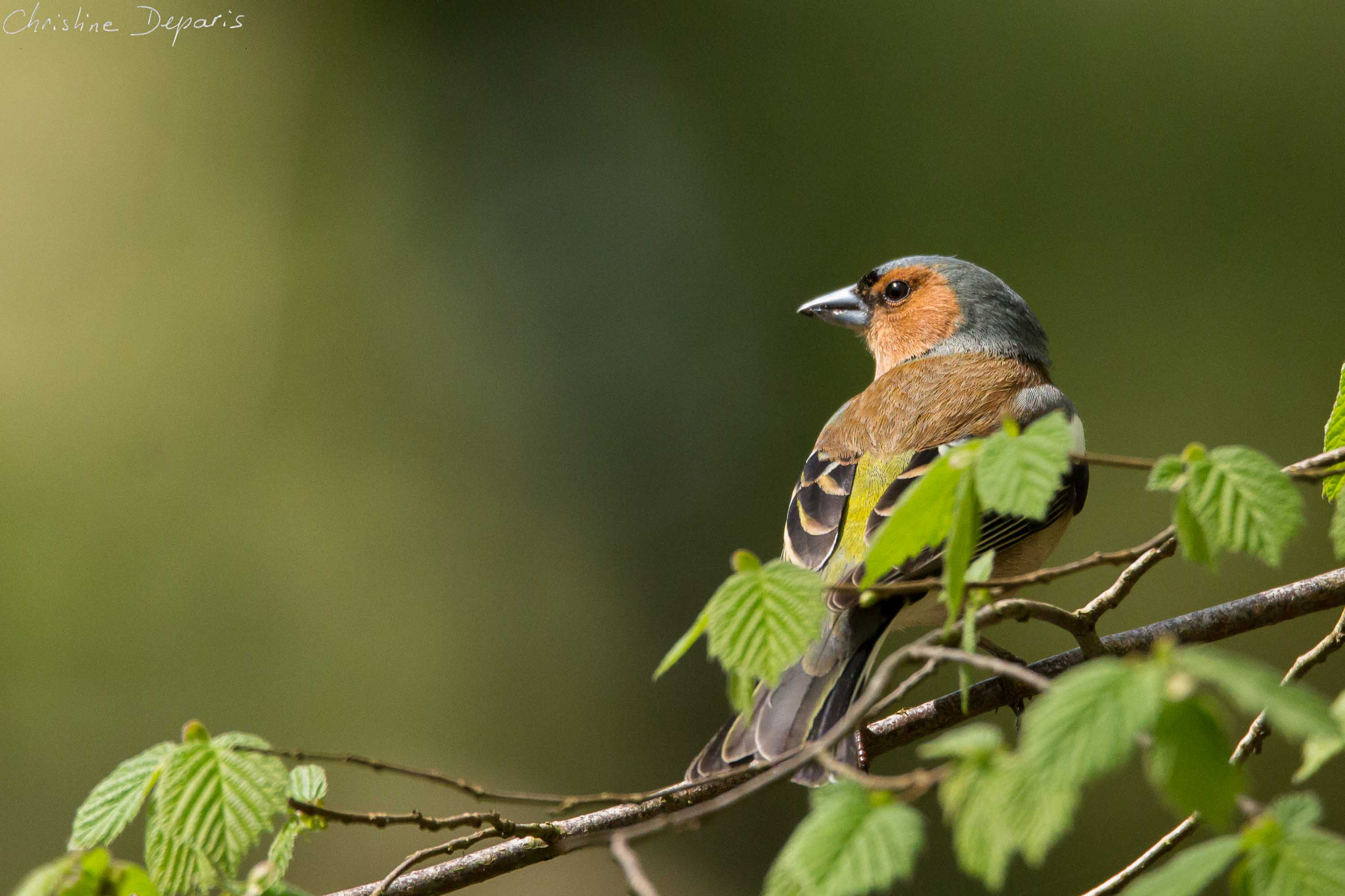 Sigma 150-600mm F5-6.3 DG OS HSM | C sample photo. Common chaffinch male photography