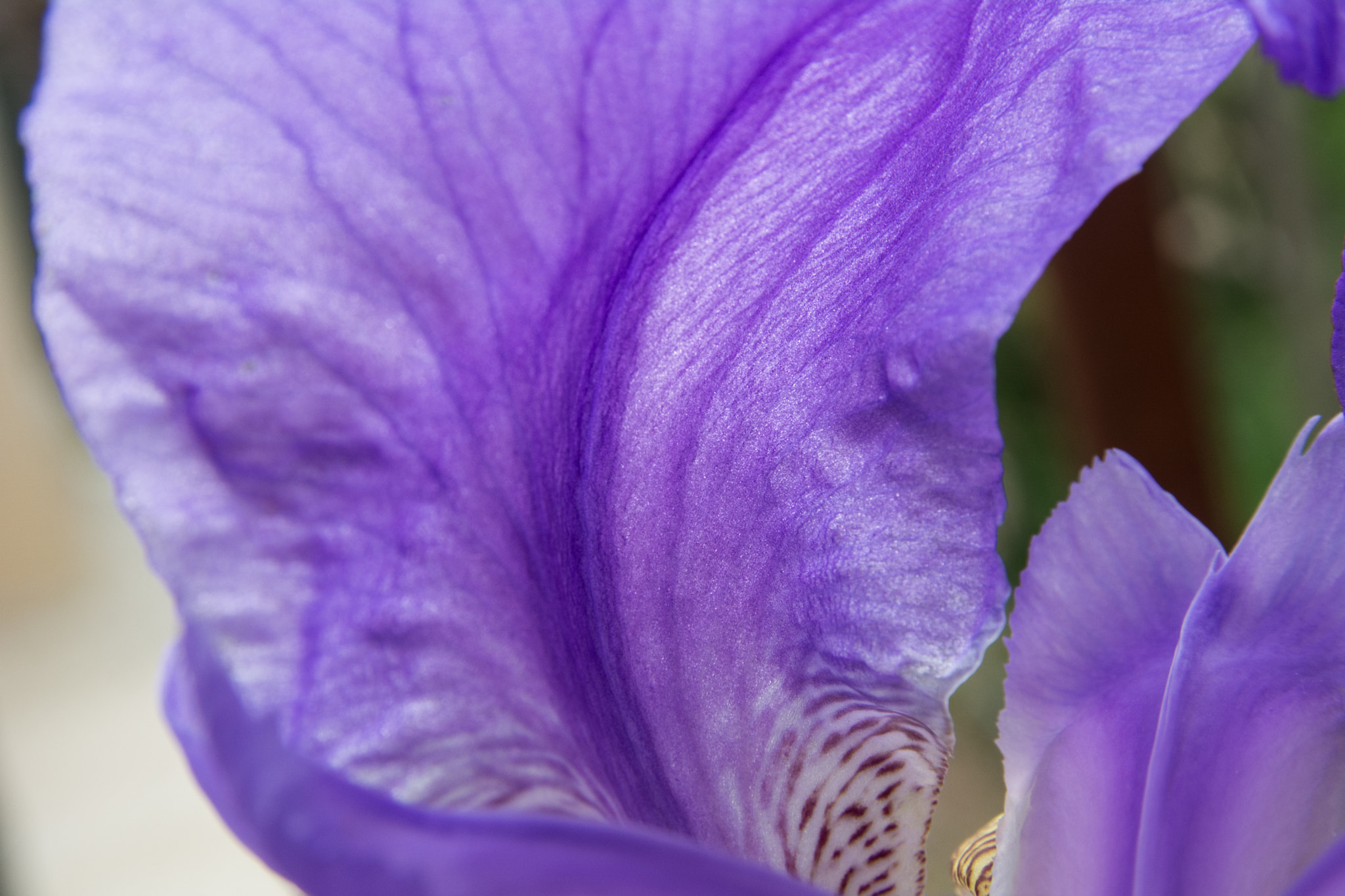 Sigma 17-70mm F2.8-4 DC Macro OS HSM sample photo. Lilac fairy in disguise    dsc_4554.jpg photography