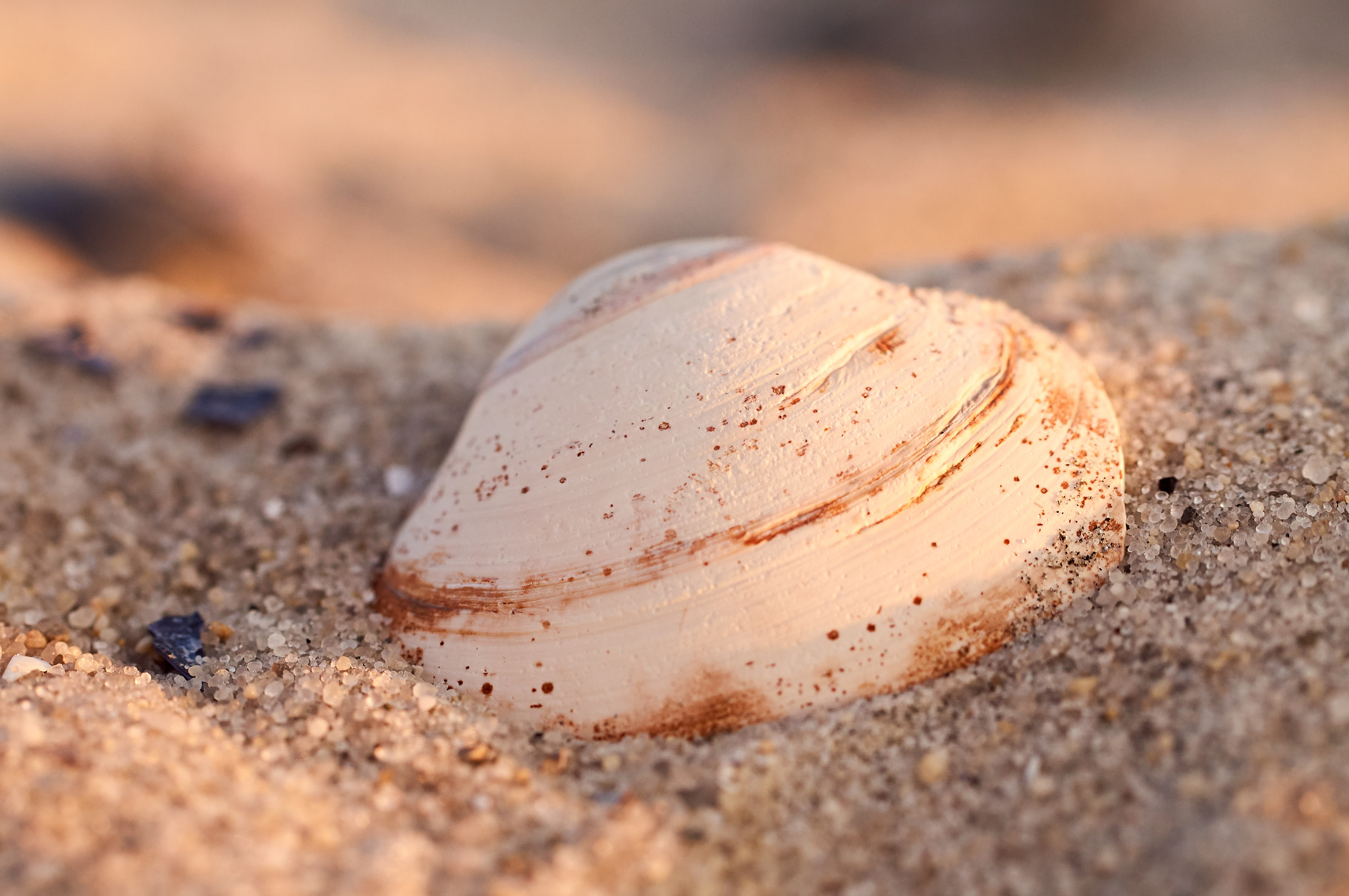 Sony SLT-A37 sample photo. Beach clamshell photography