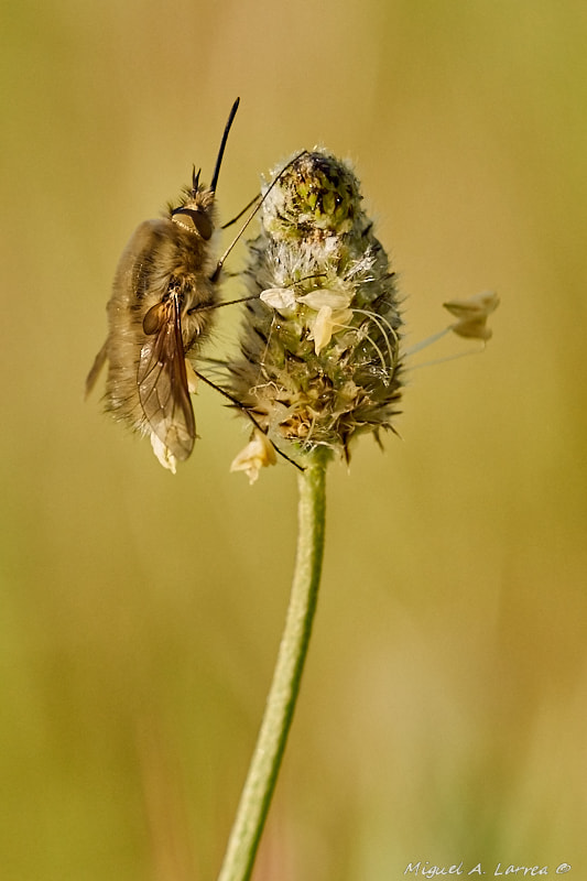 Sony ILCA-77M2 sample photo. Bombylius photography