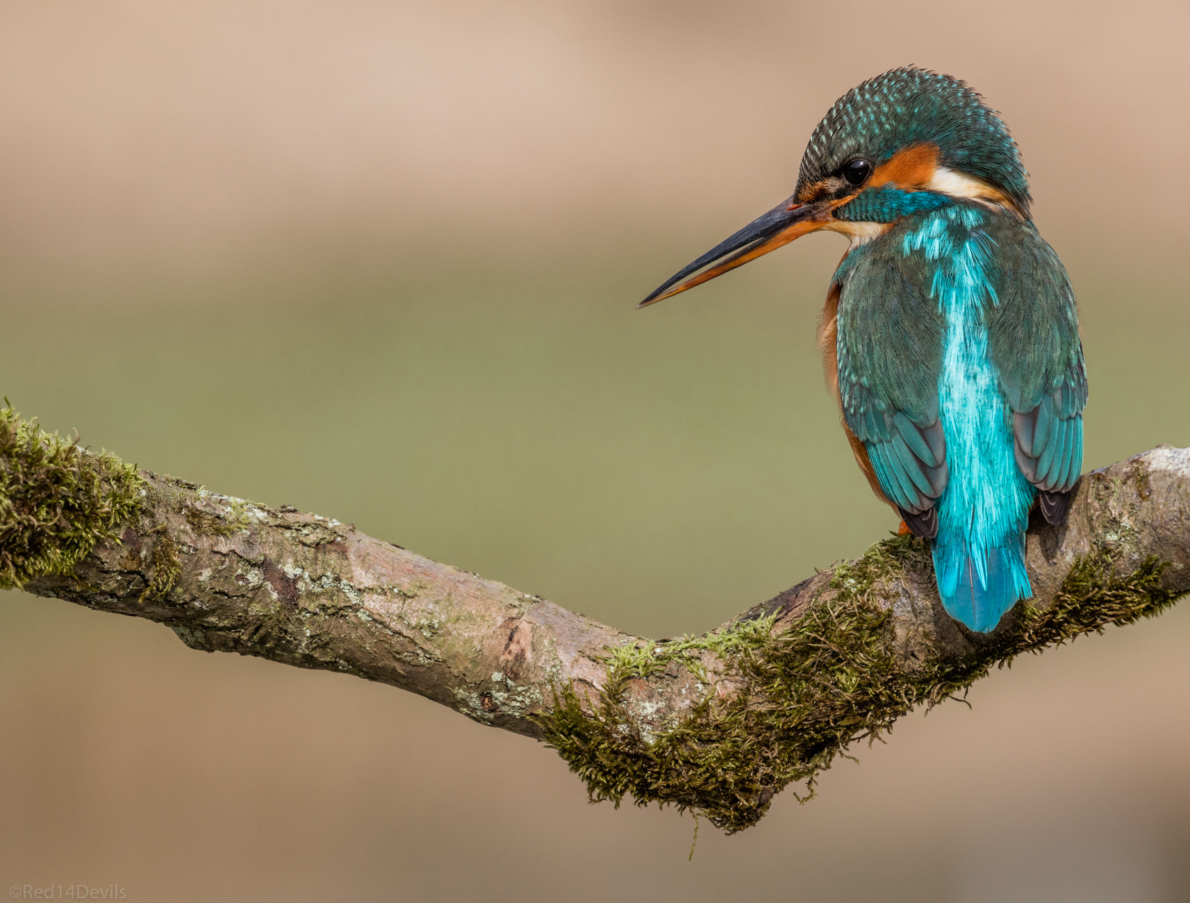 Canon EF 100-400mm F4.5-5.6L IS II USM sample photo. Queenfisher photography