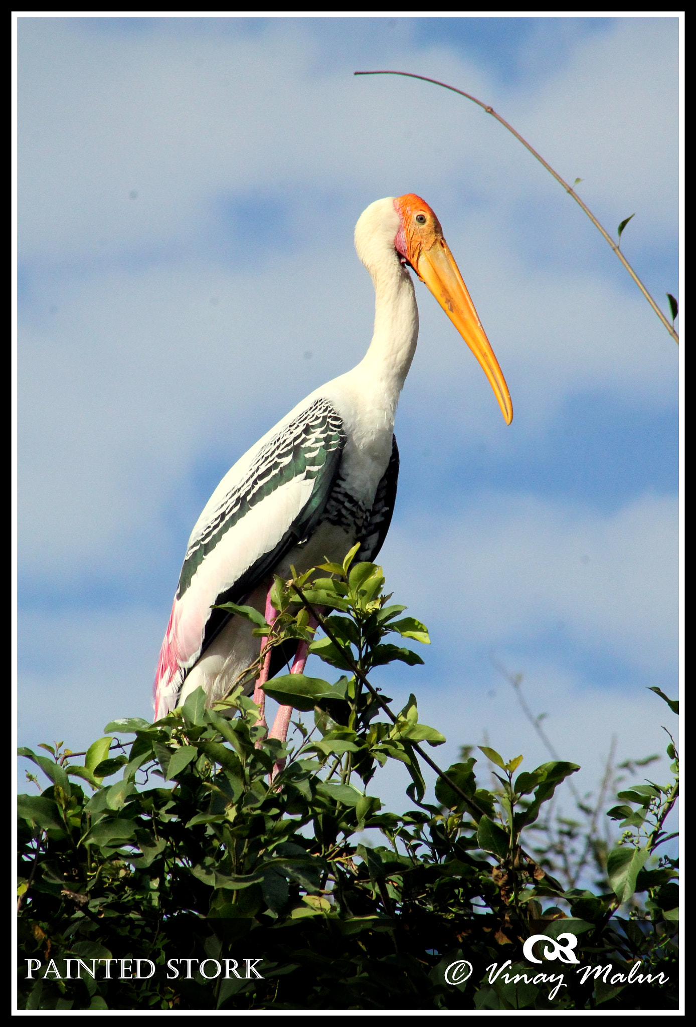 Canon EF 75-300mm f/4-5.6 USM sample photo. Painted stork photography