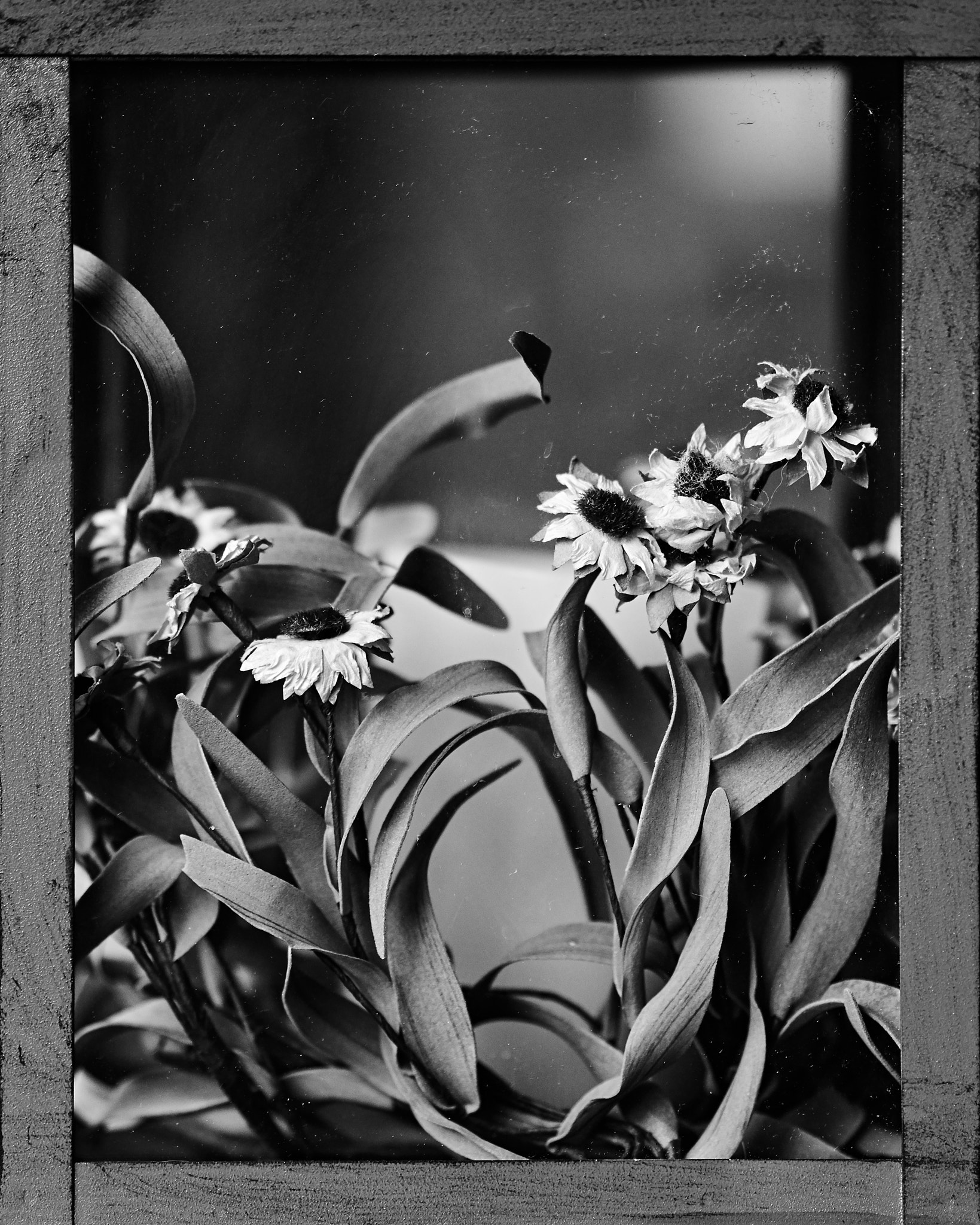 Olympus OM-D E-M10 + Olympus M.Zuiko Digital ED 75mm F1.8 sample photo. Fake flowers photography